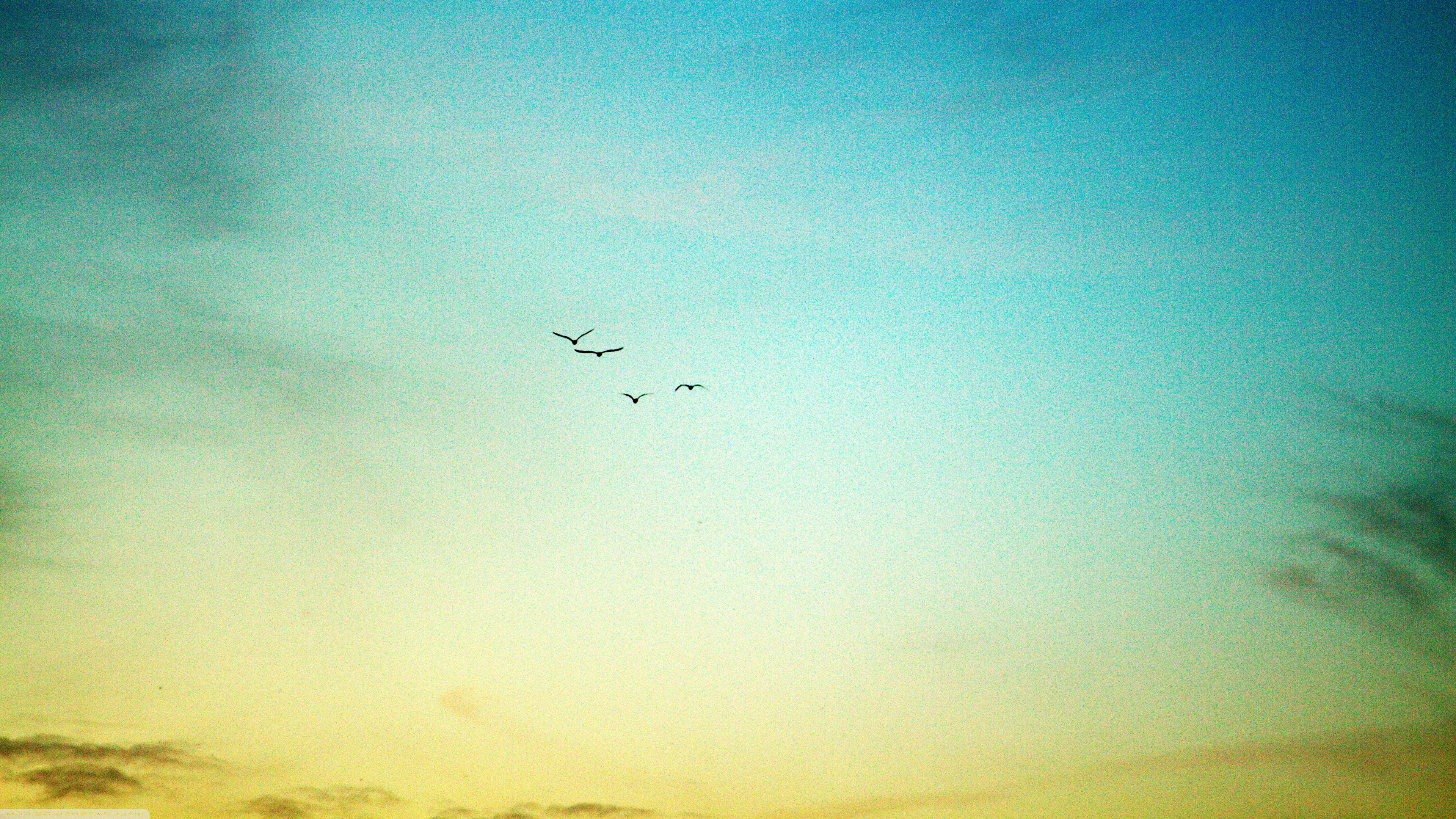 Birds flying in a gradient sky HD Wallpaper