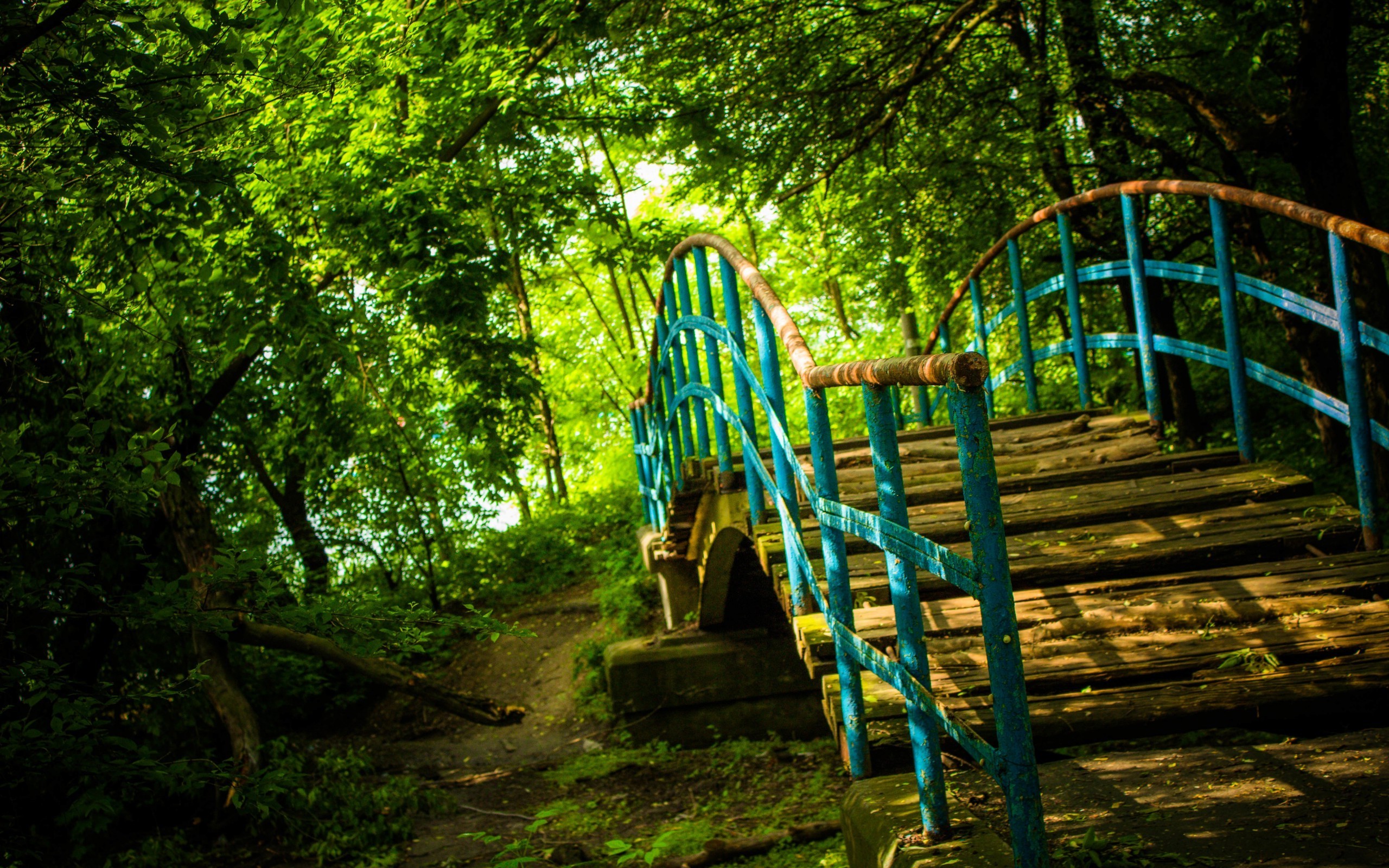 Wooden bridge with blue railings in a forest HD Wallpaper