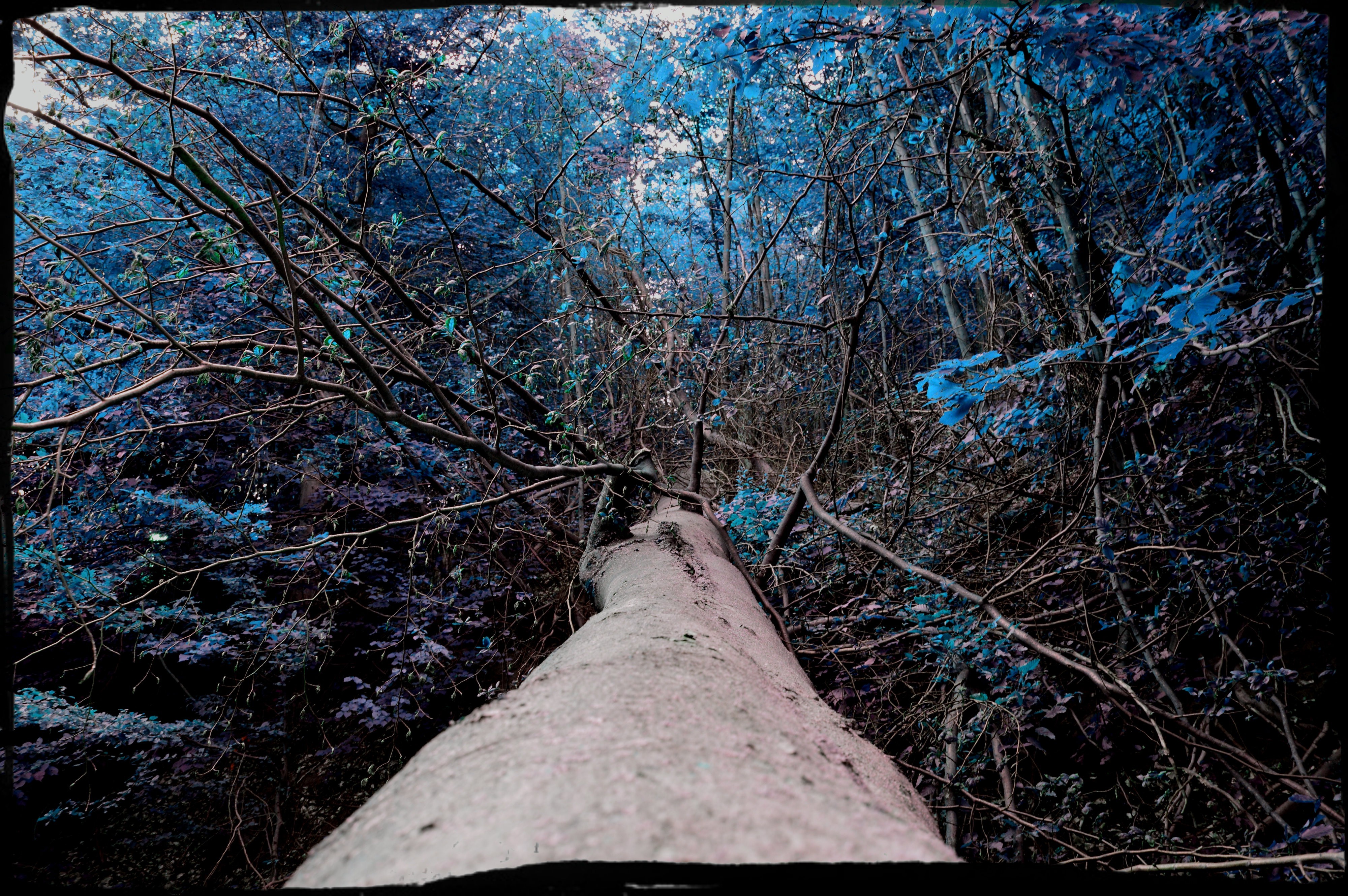 Fallen tree in a blue forest HD Wallpaper