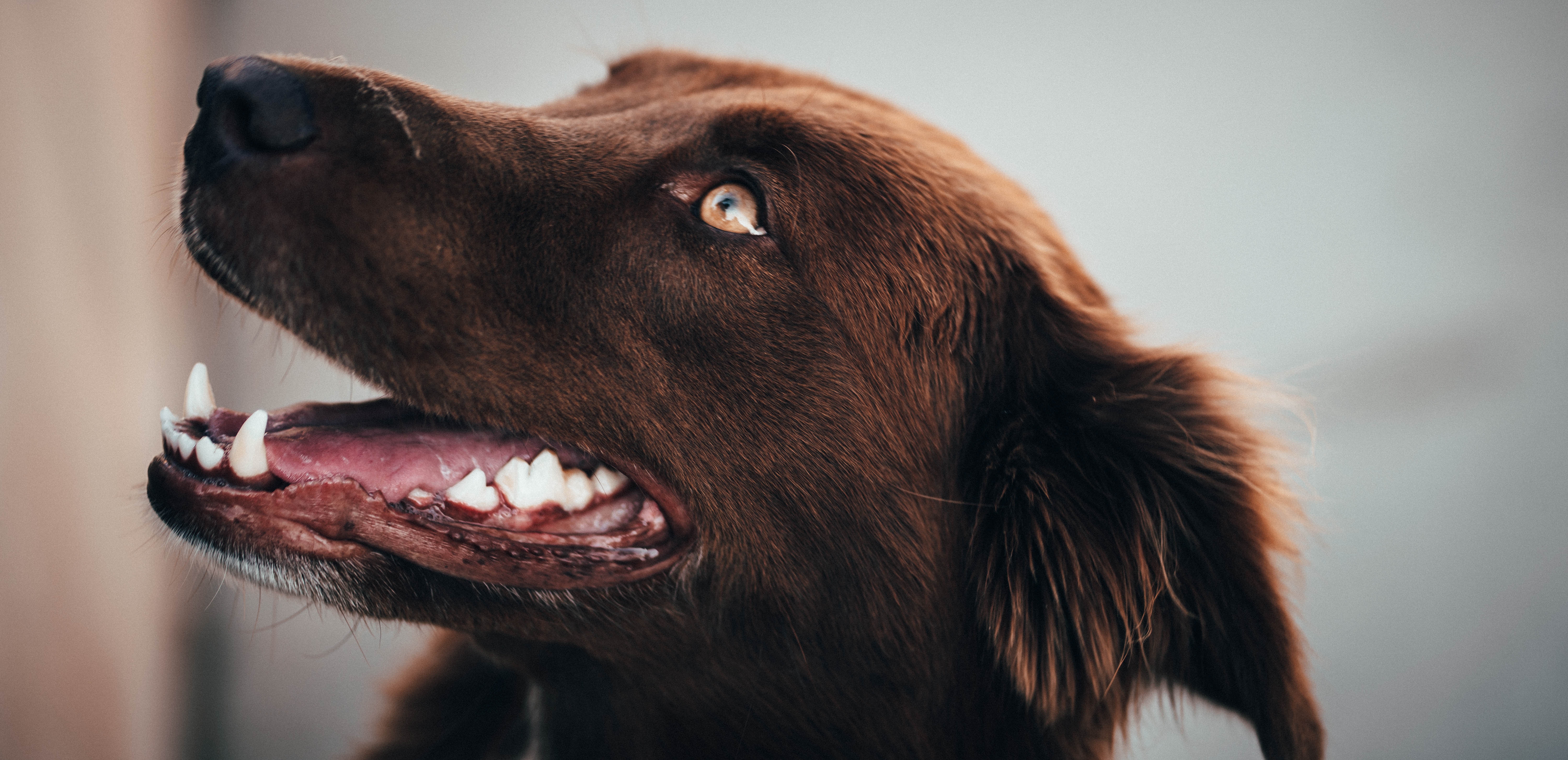 Close up of a brown dog's face with mouth open HD Wallpaper