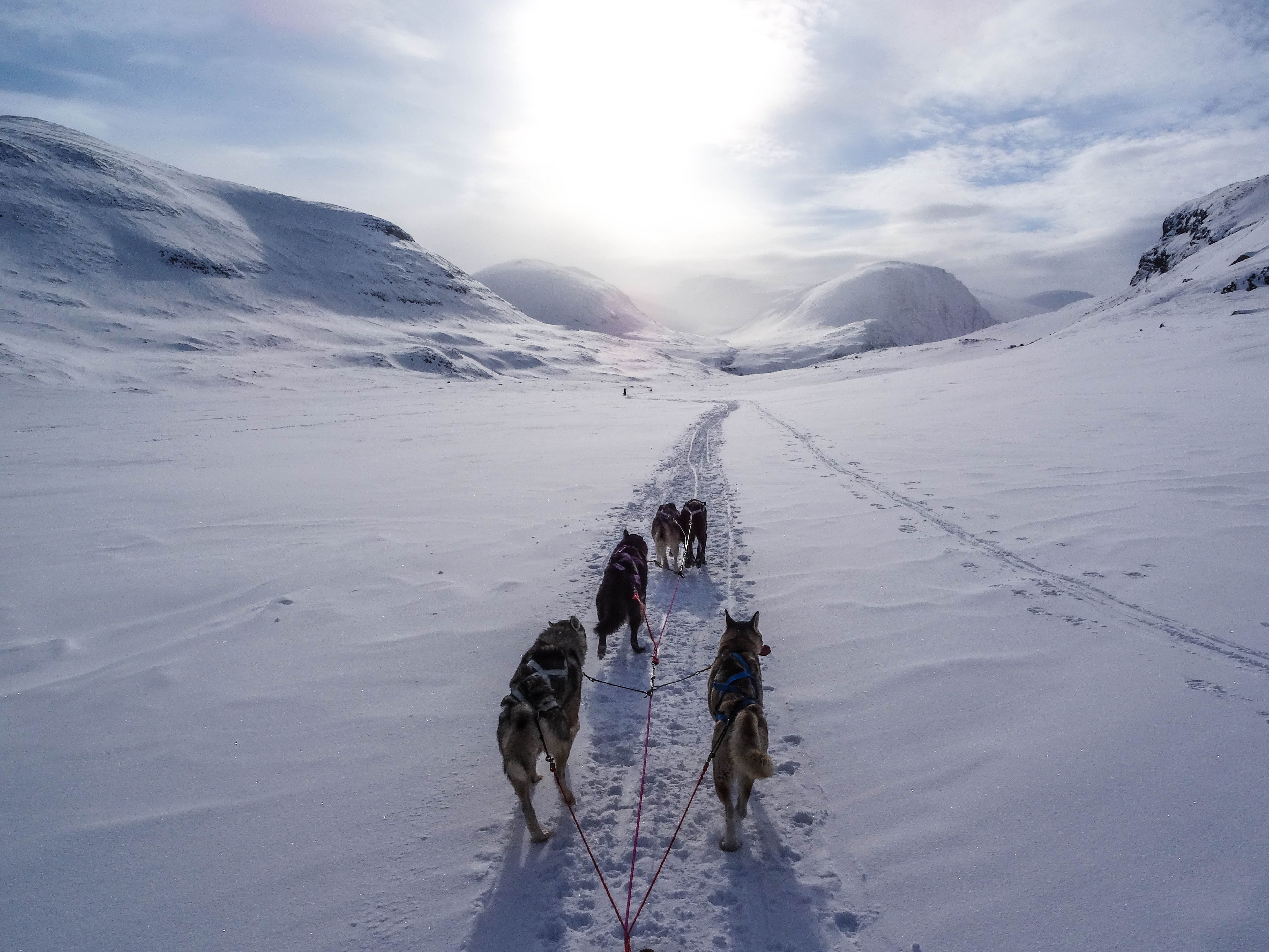 Dog sledding through a snowy valley in Sweden HD Wallpaper