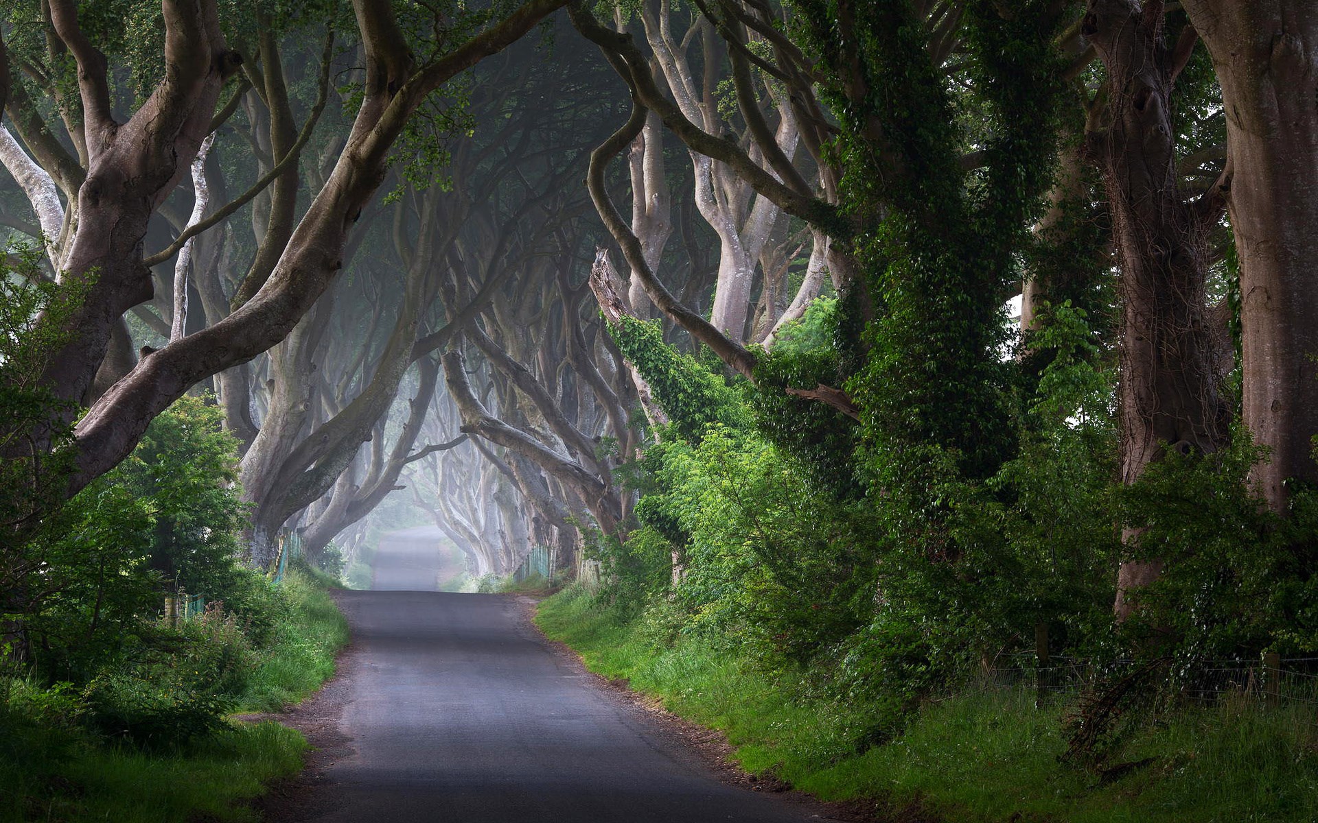 The Dark Hedges, Northern Ireland HD Wallpaper