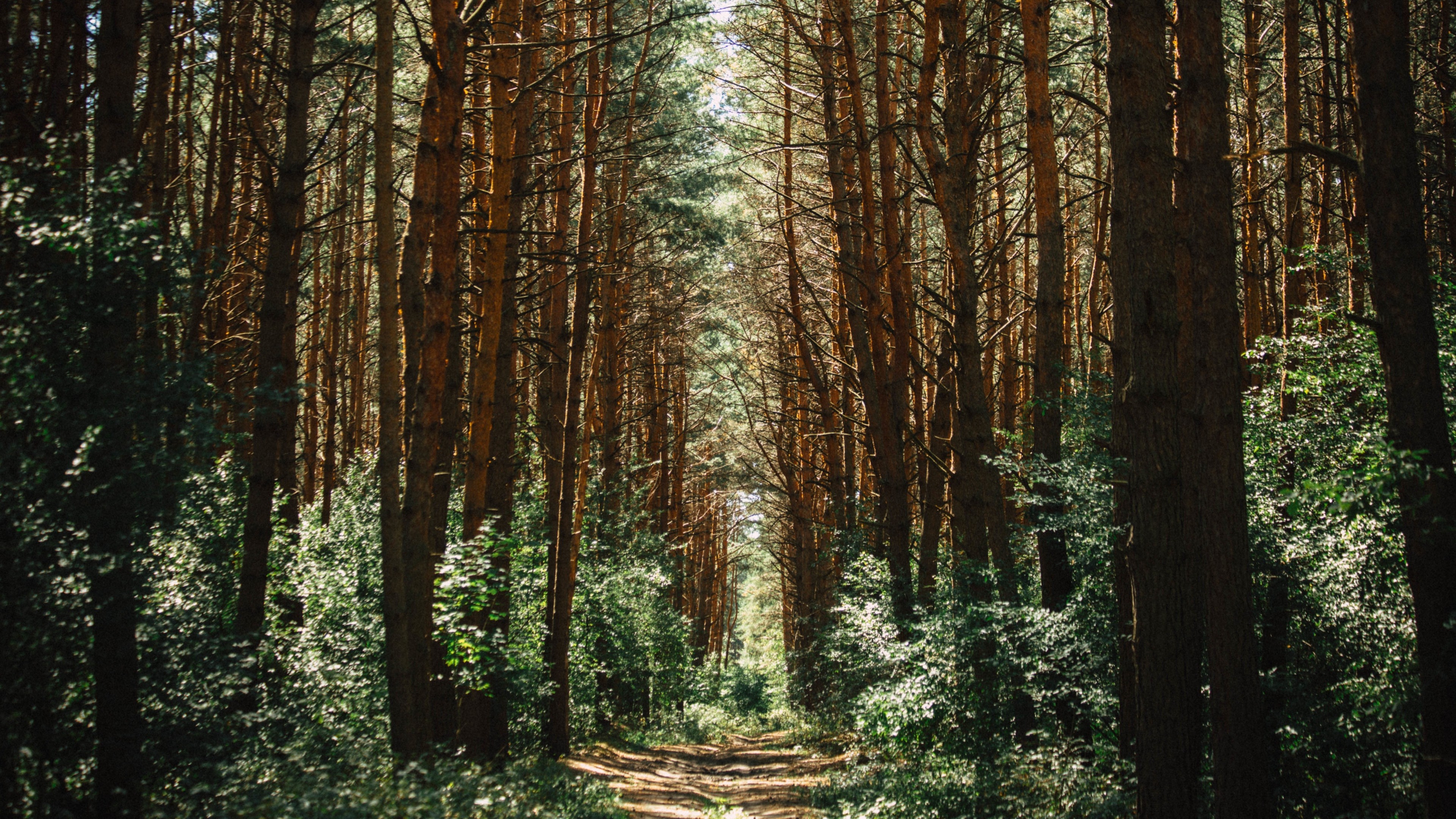 Path through a dense pine forest HD Wallpaper