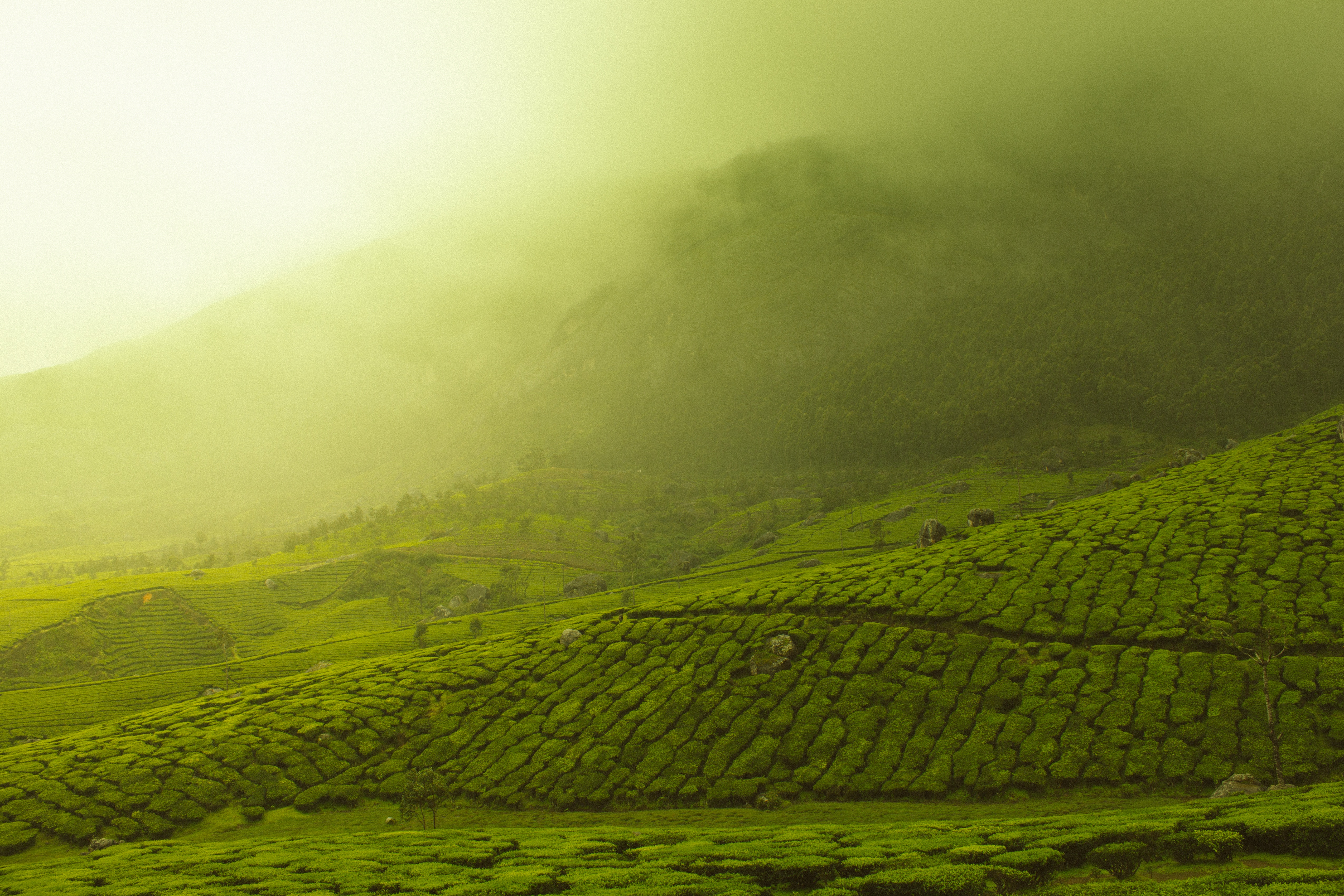 Misty green tea plantations on a hillside HD Wallpaper