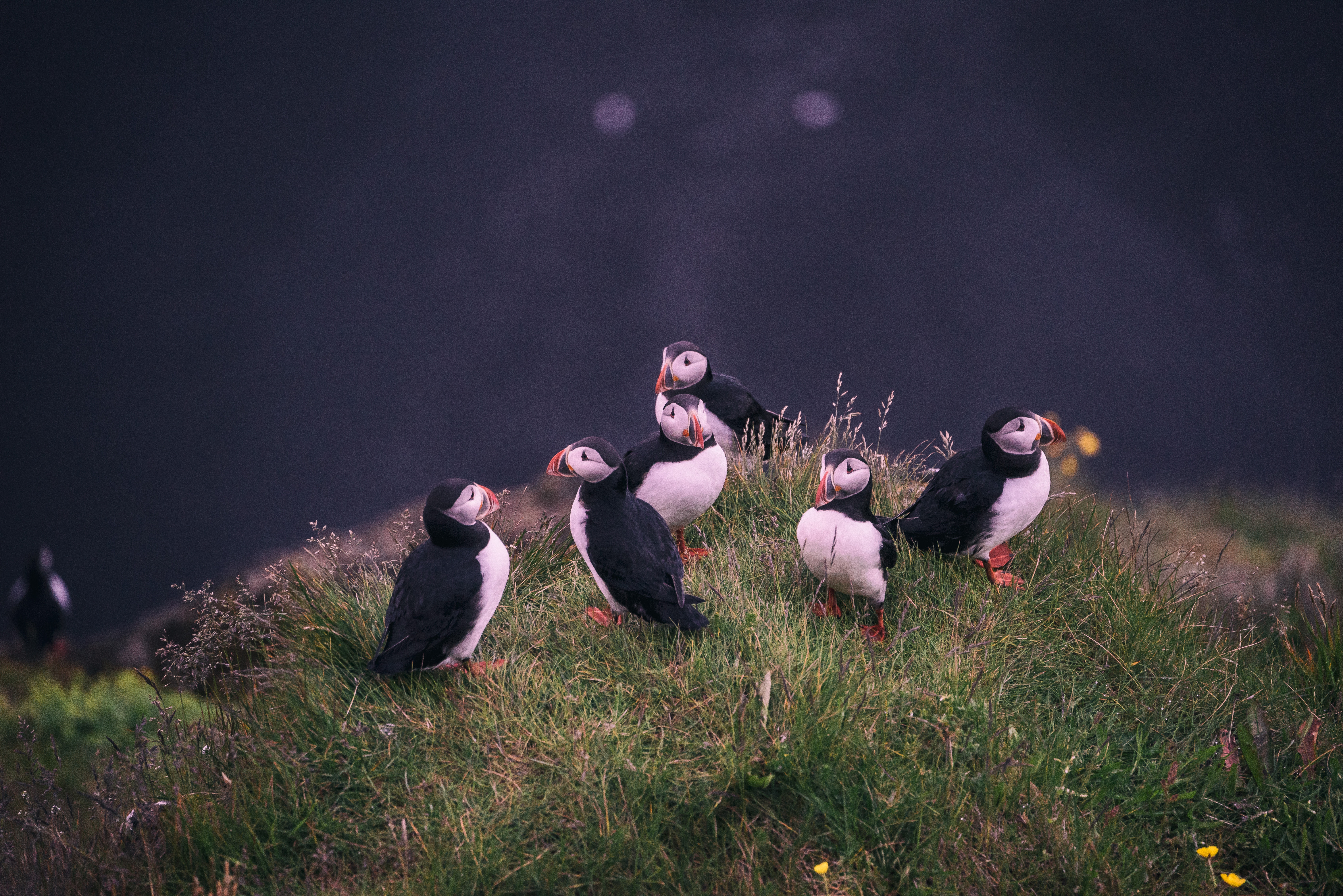 Group of Puffins on a grassy cliff in Iceland HD Wallpaper