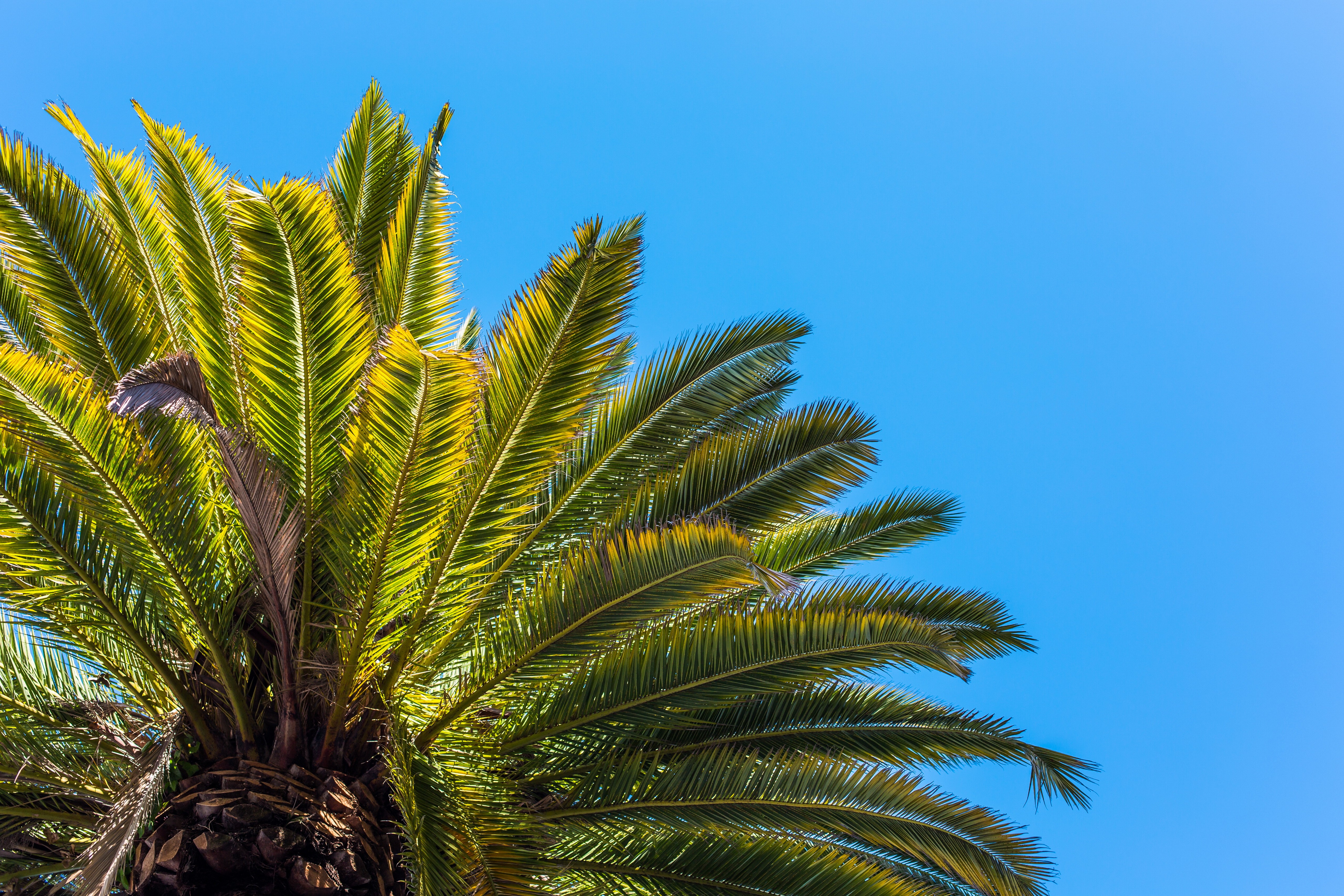 Palm tree leaves against a clear blue sky HD Wallpaper