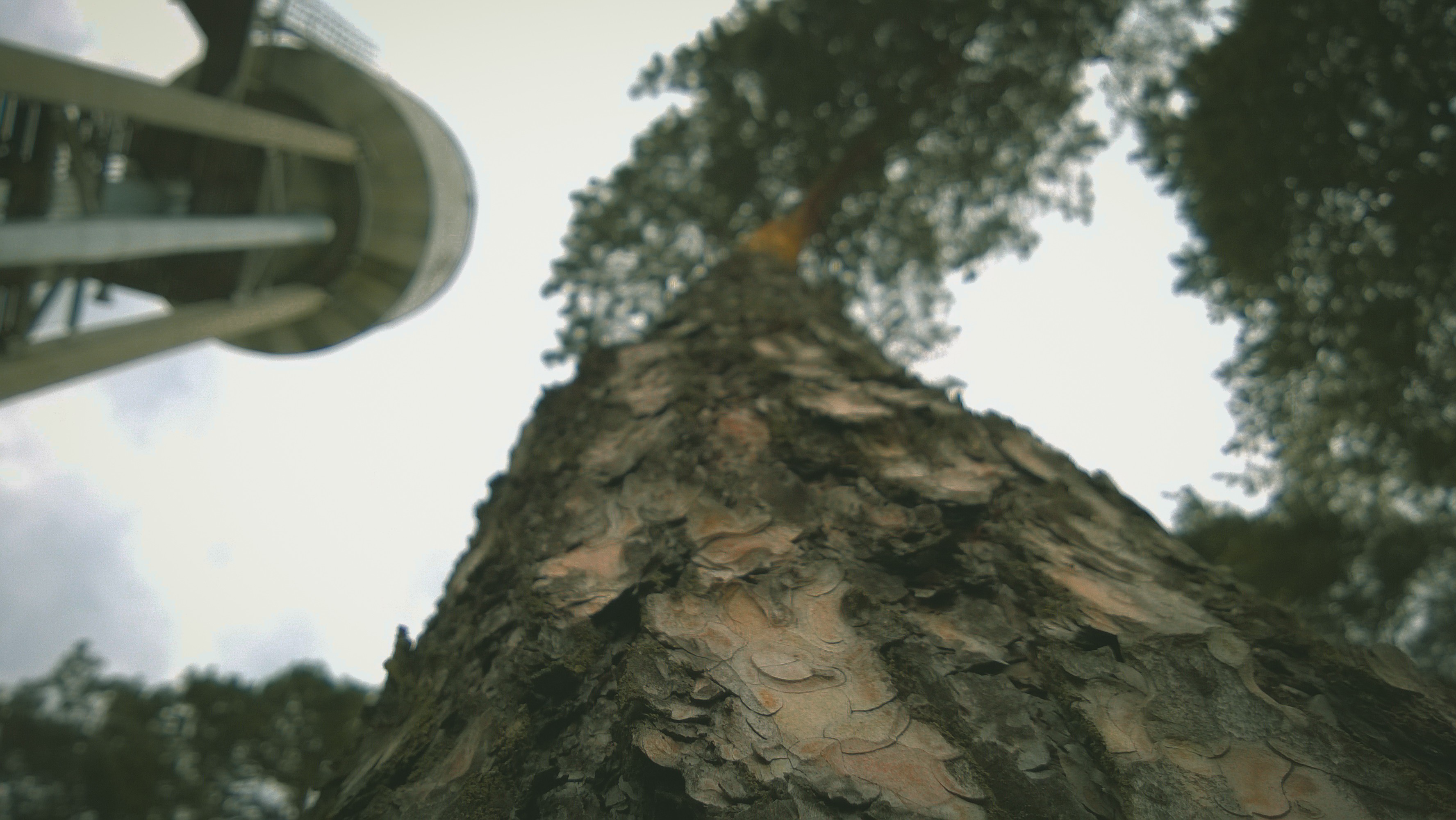 Looking up at a tall pine tree and a tower HD Wallpaper