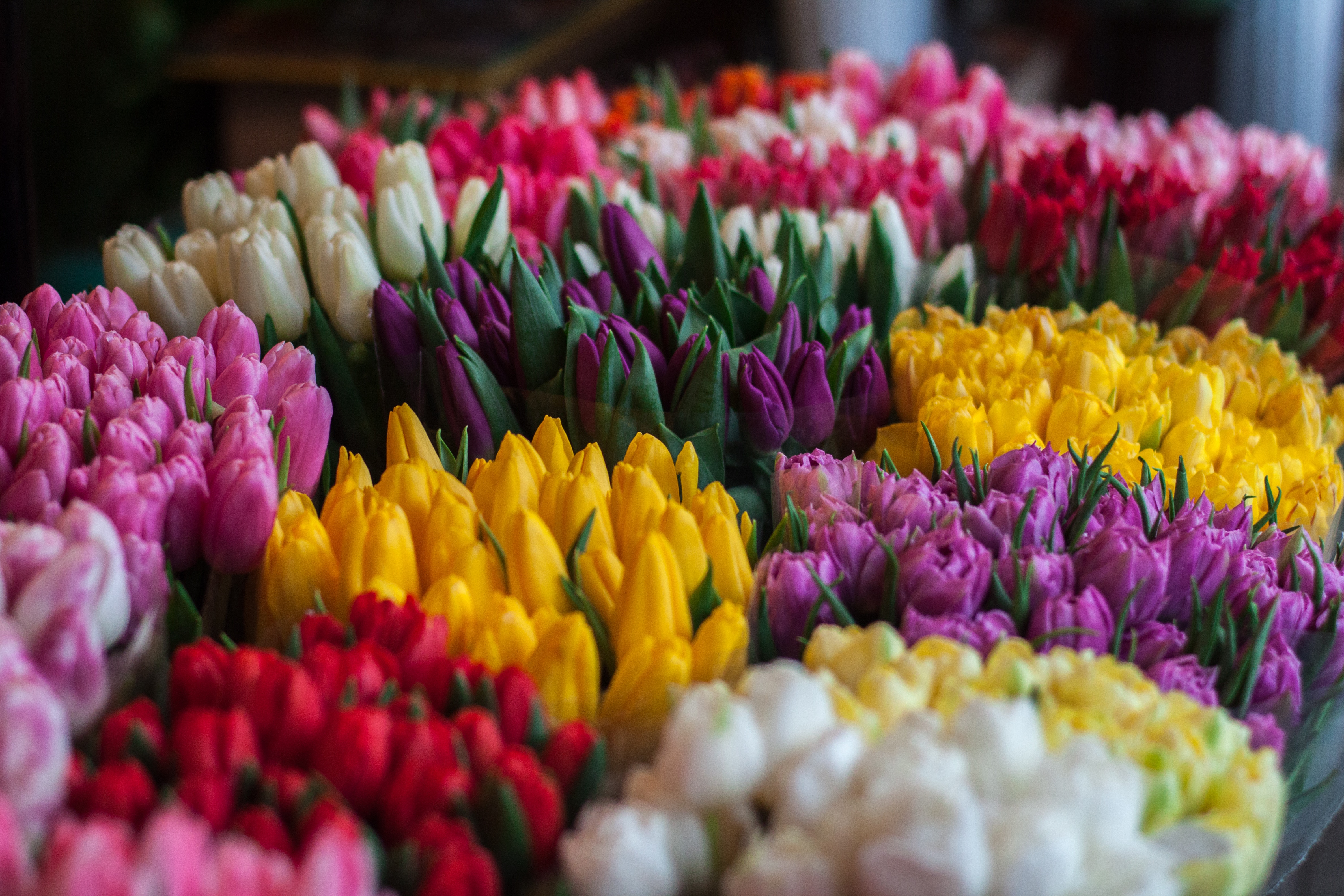 Colorful tulips at a market HD Wallpaper