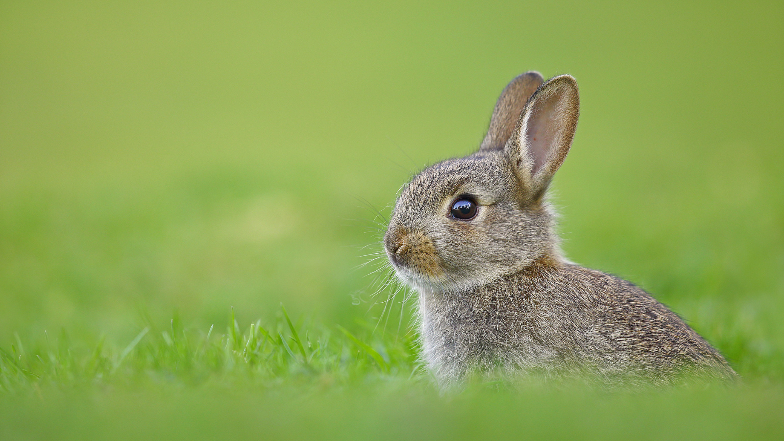 Cute Rabbit Sitting on Green Grass HD Wallpaper