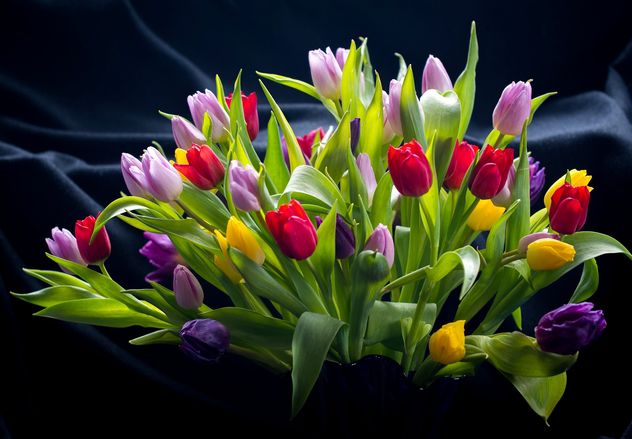Colorful tulips on a dark background HD Wallpaper