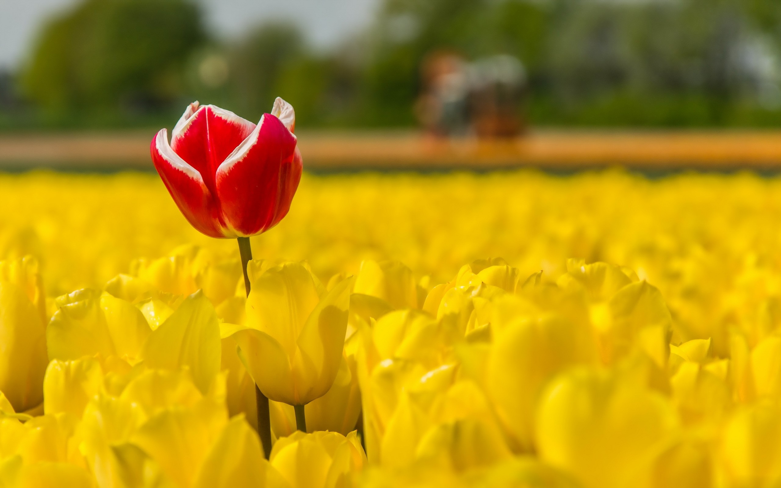 Red and white tulip in a field of yellow tulips HD Wallpaper