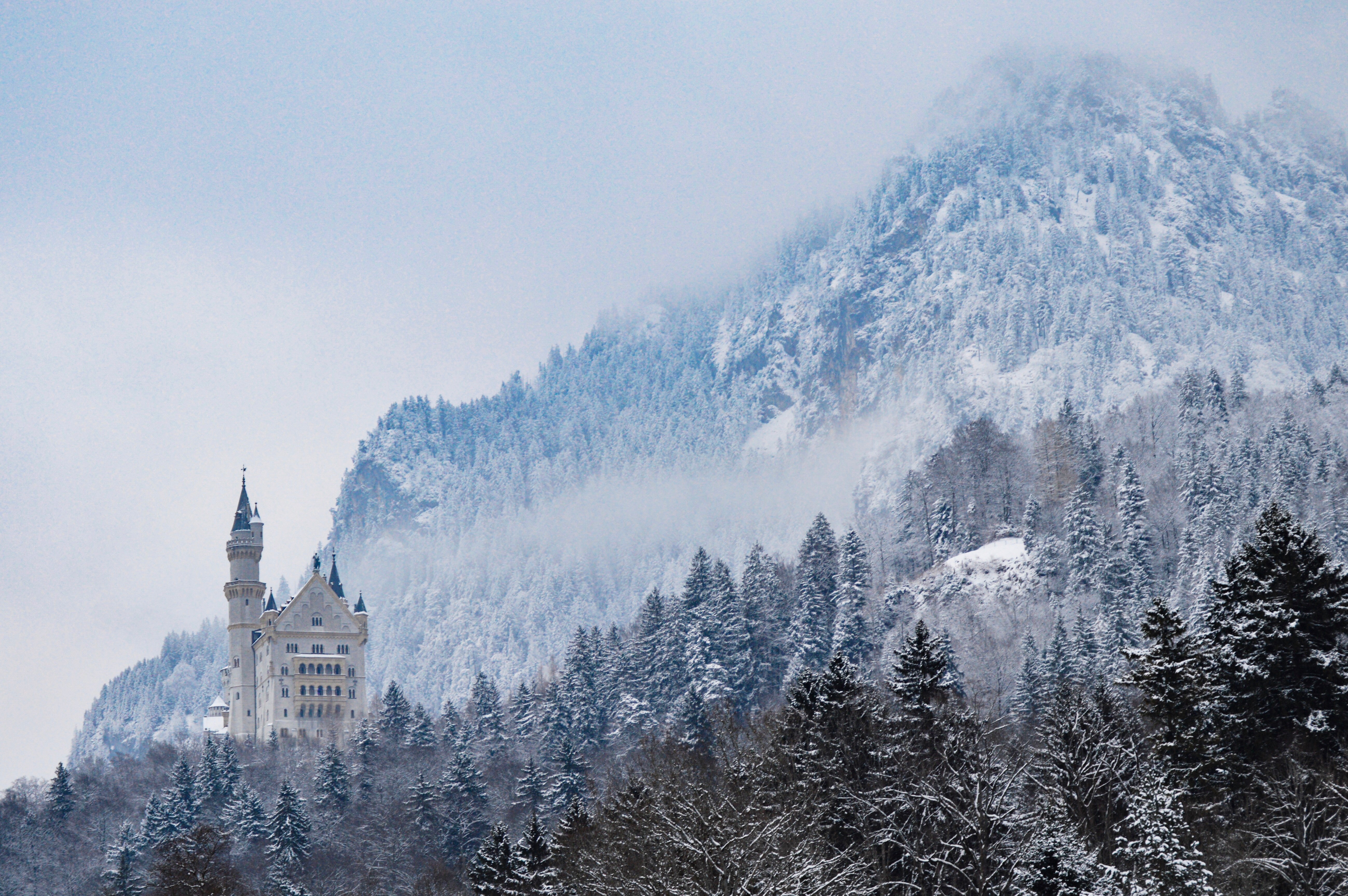 Neuschwanstein Castle in a Snowy Mountain Forest HD Wallpaper