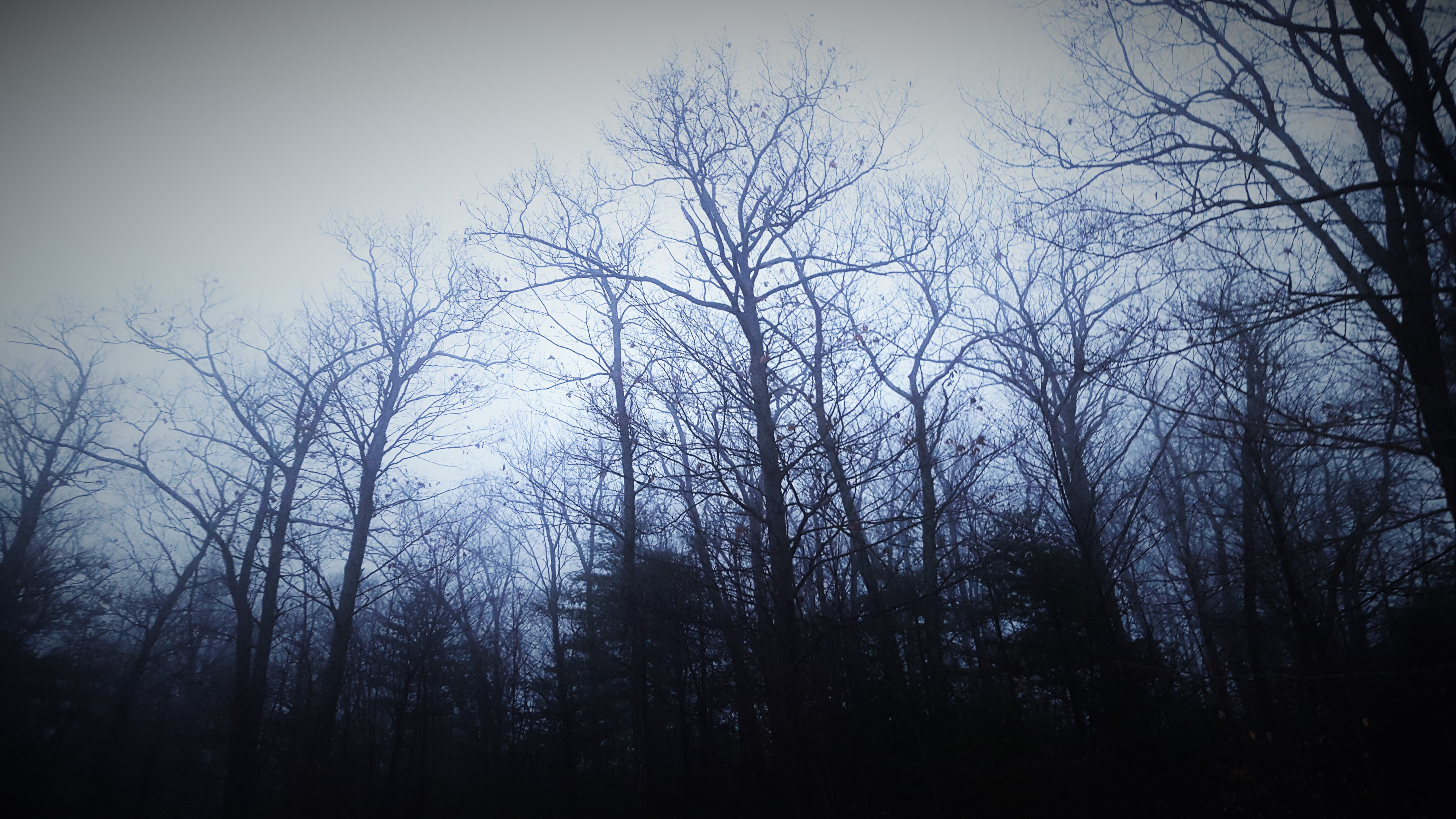 Bare trees in a dark, foggy forest HD Wallpaper