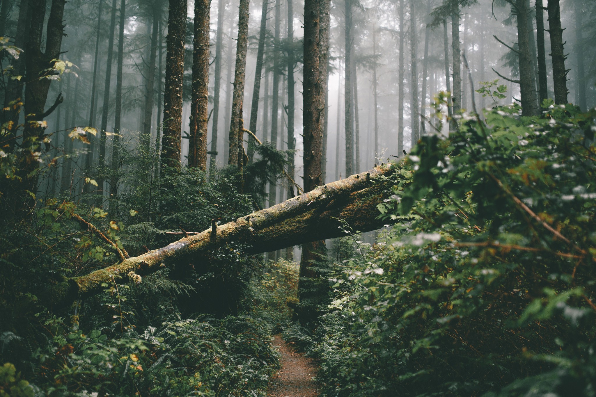 Fallen tree in a misty forest HD Wallpaper