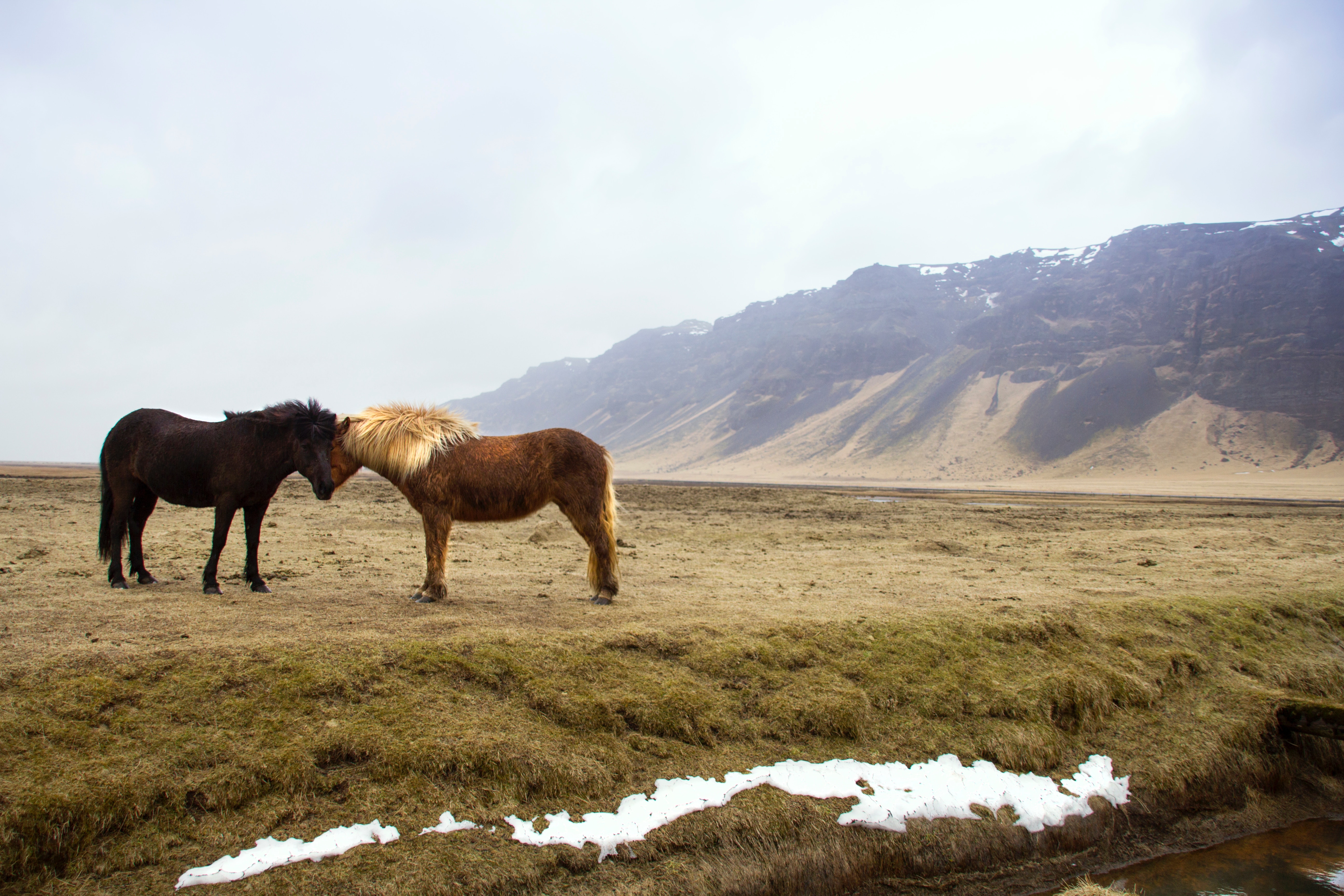Two horses in a barren landscape with mountains HD Wallpaper