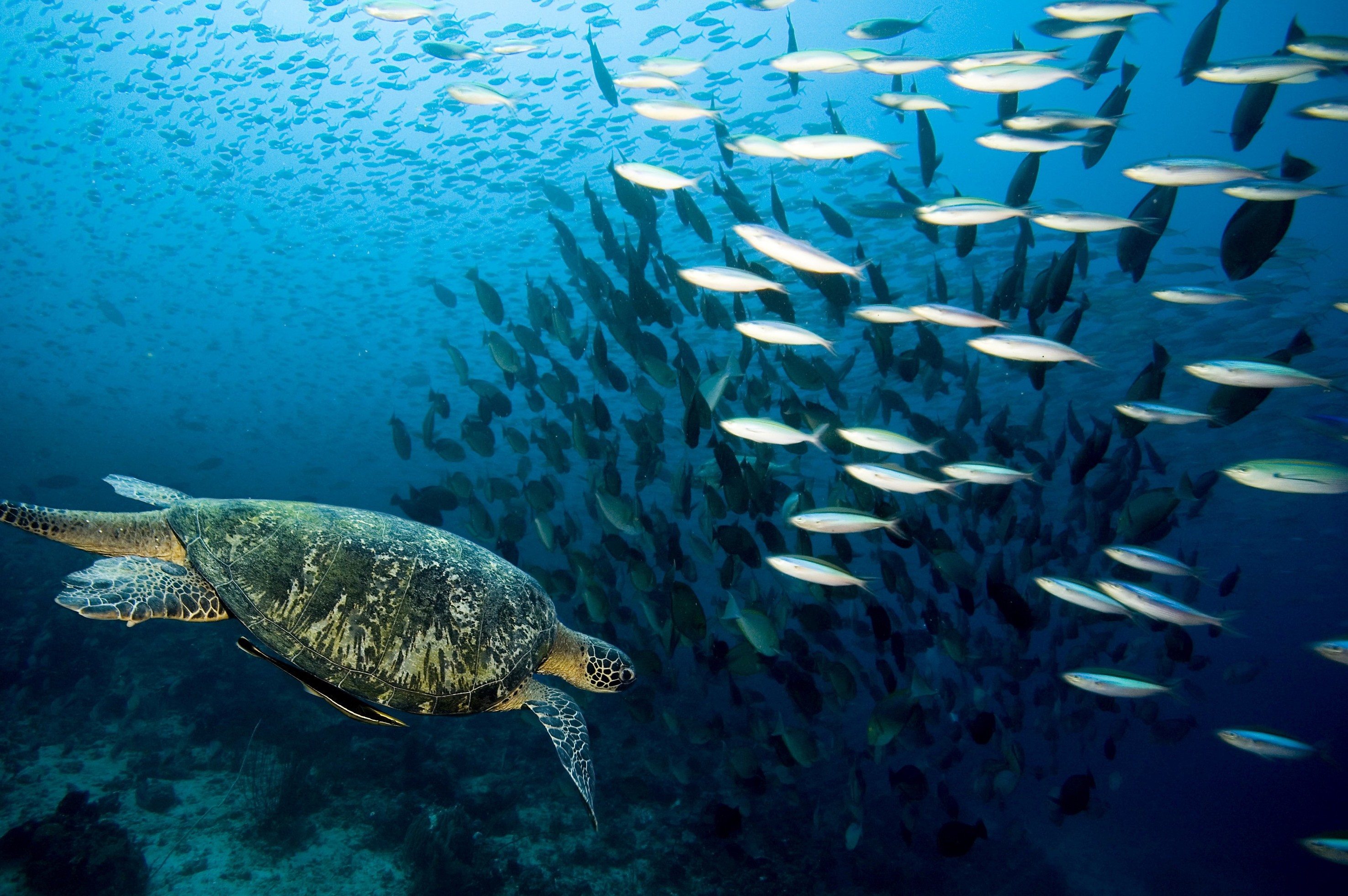 Sea turtle swimming with a school of fish HD Wallpaper