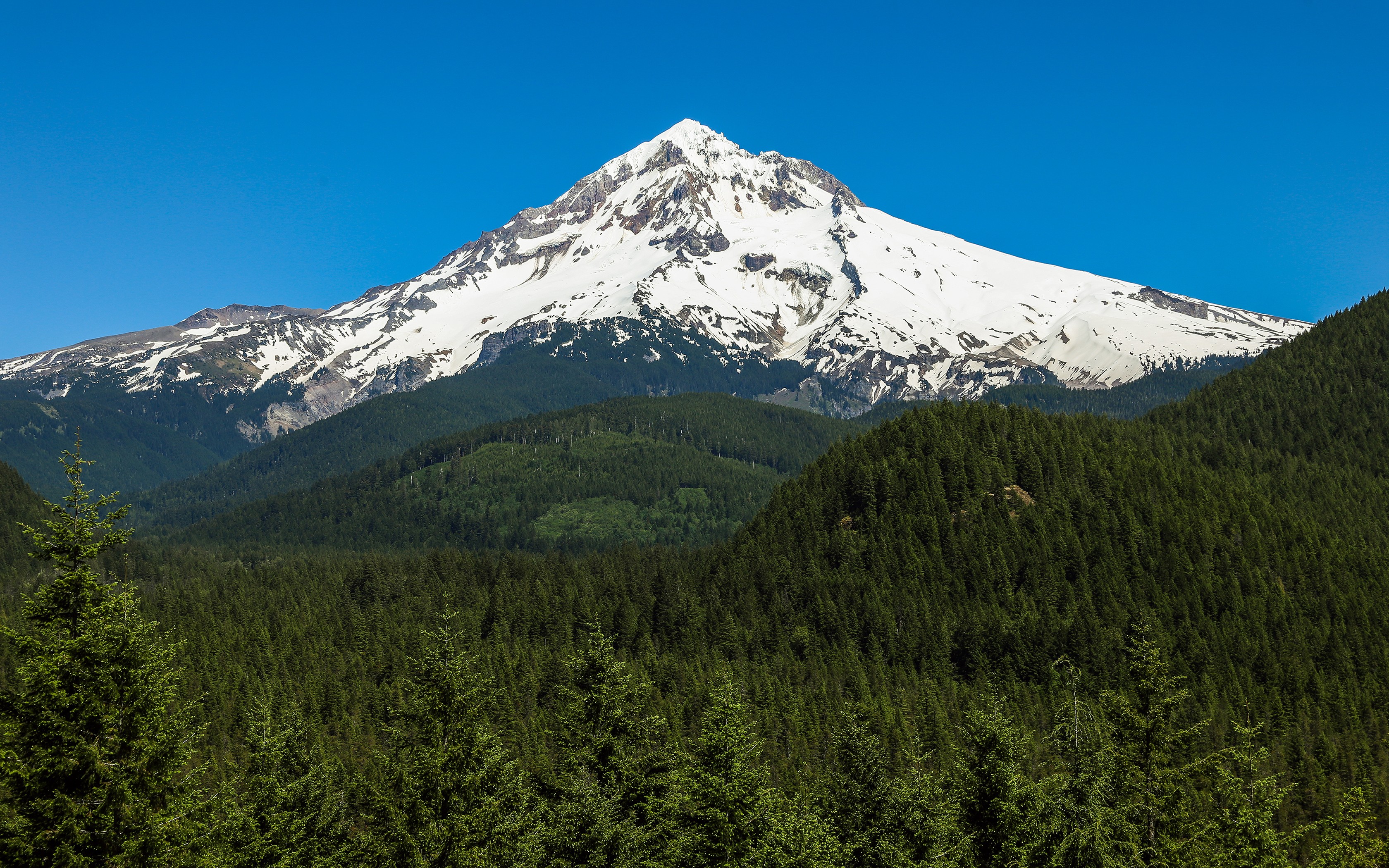 Snowy Mount Hood peak above pine forest under blue sky HD Wallpaper