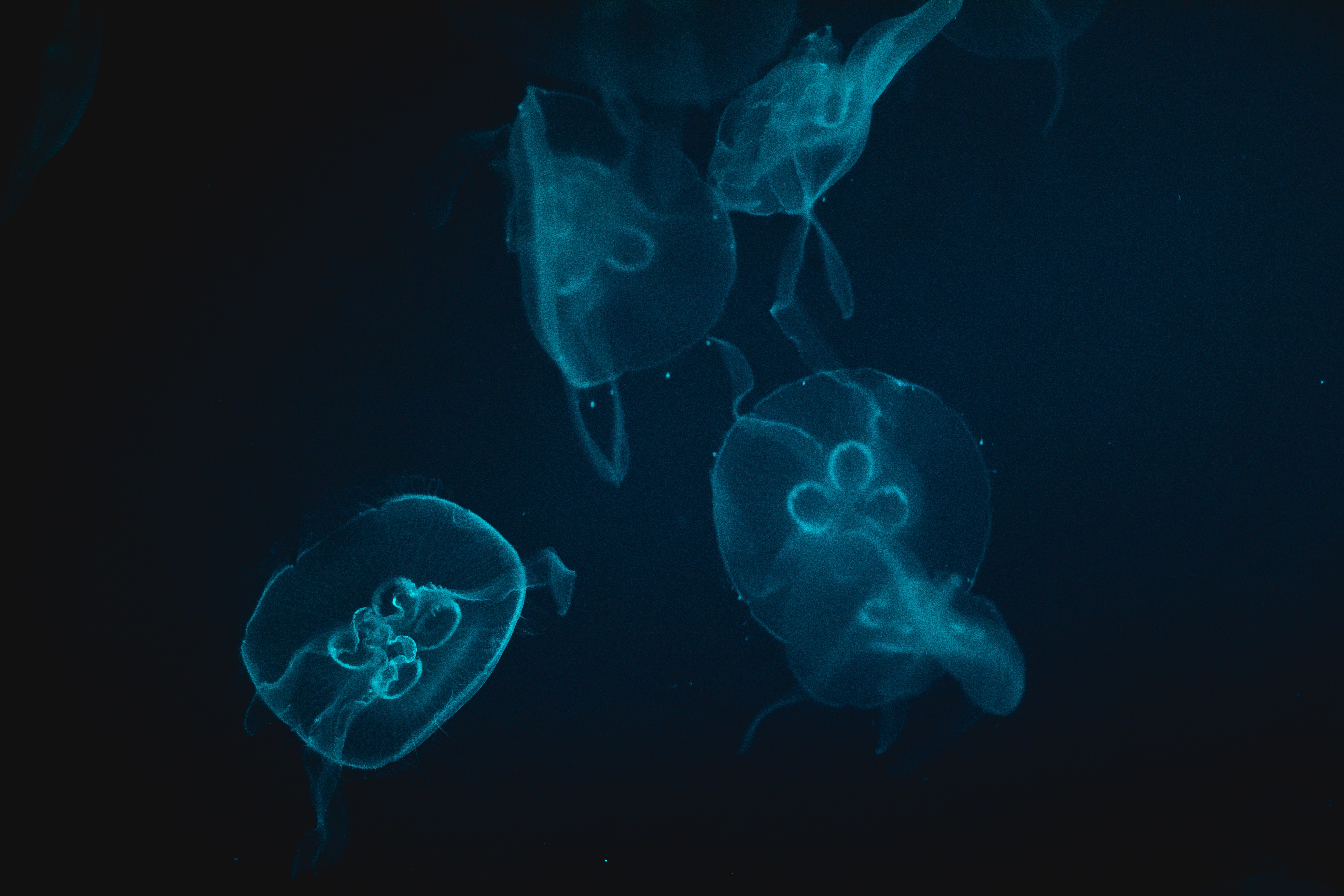 Four glowing blue jellyfish in dark water HD Wallpaper
