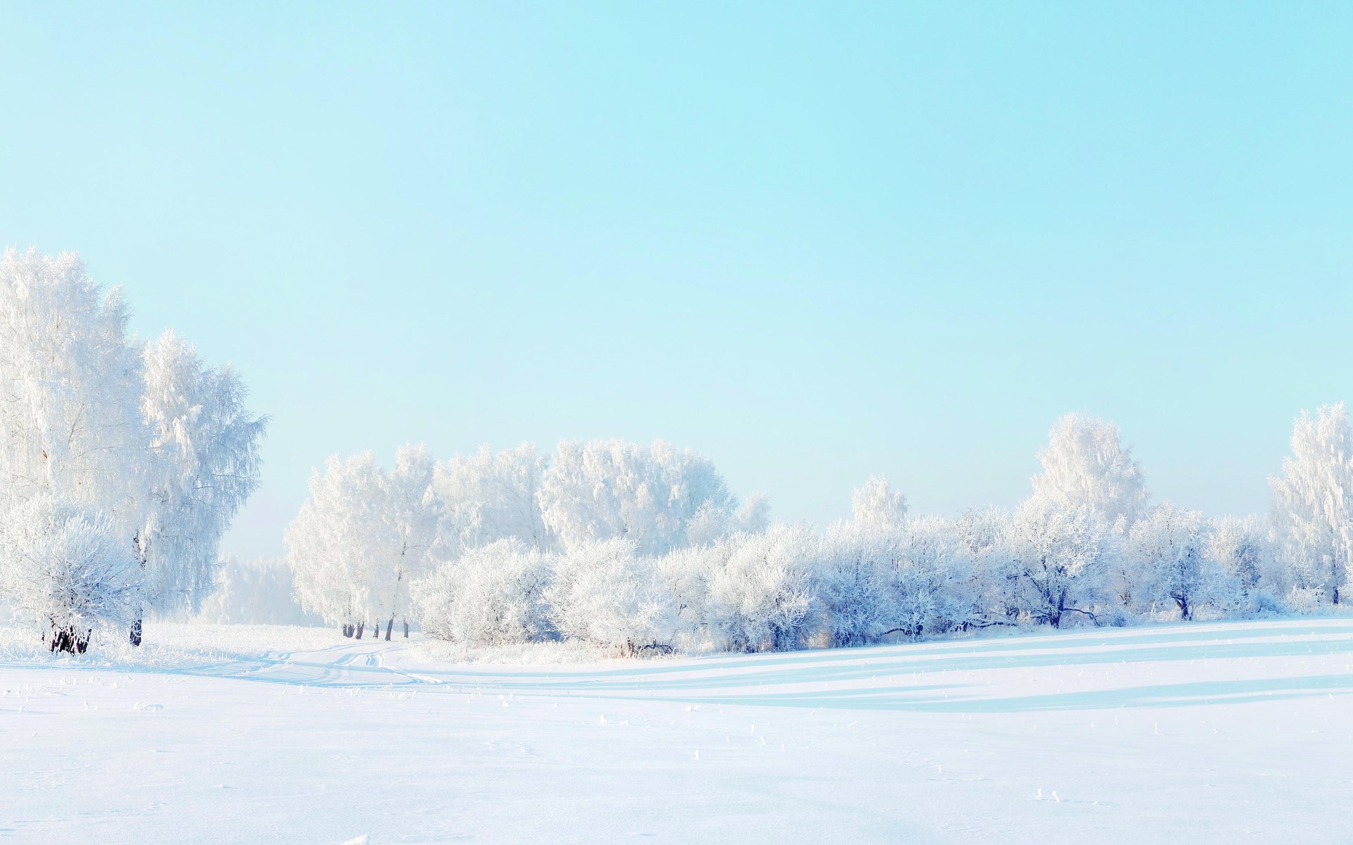 Snowy landscape with frosted trees and a clear sky HD Wallpaper