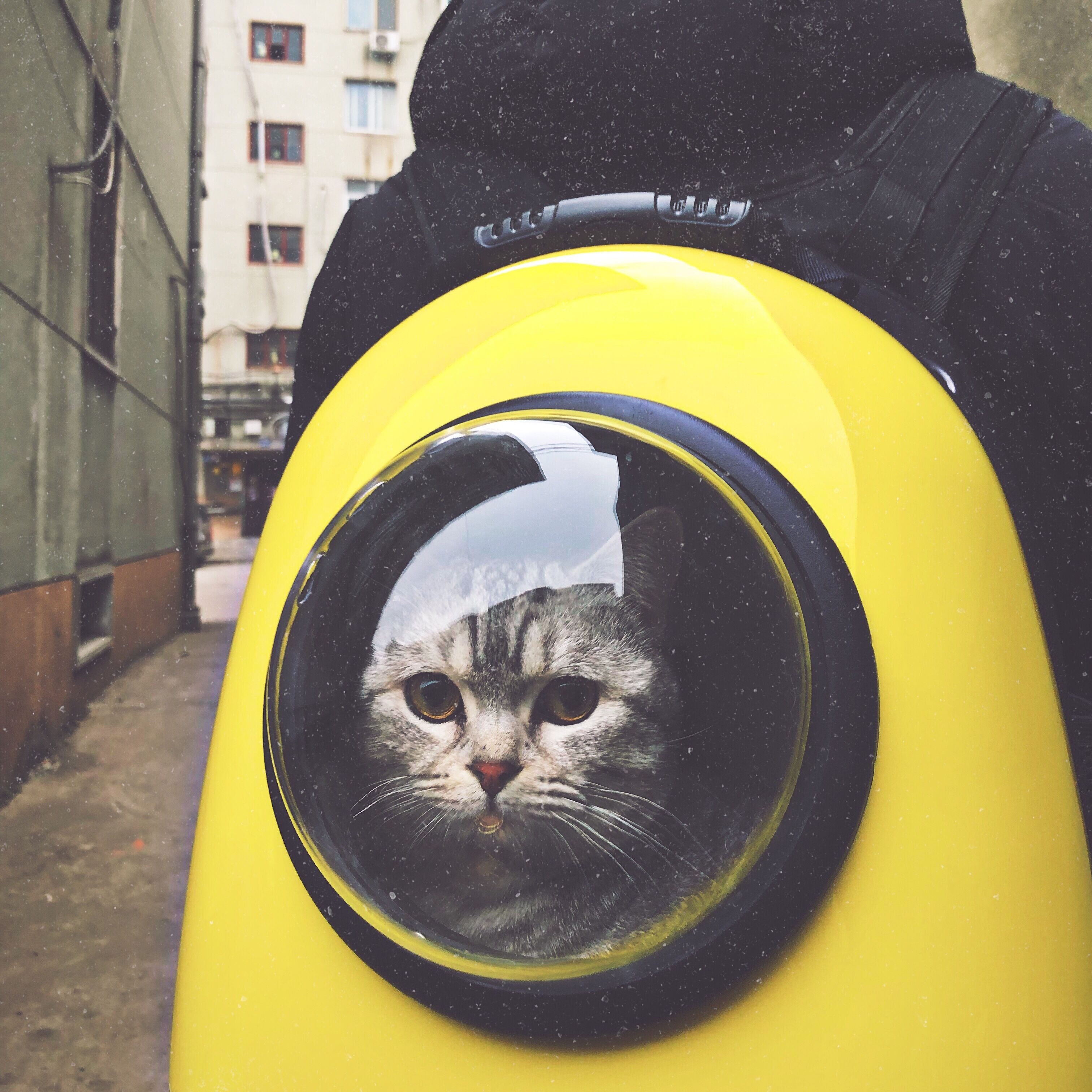 Cat in a yellow backpack carrier on a city street HD Wallpaper
