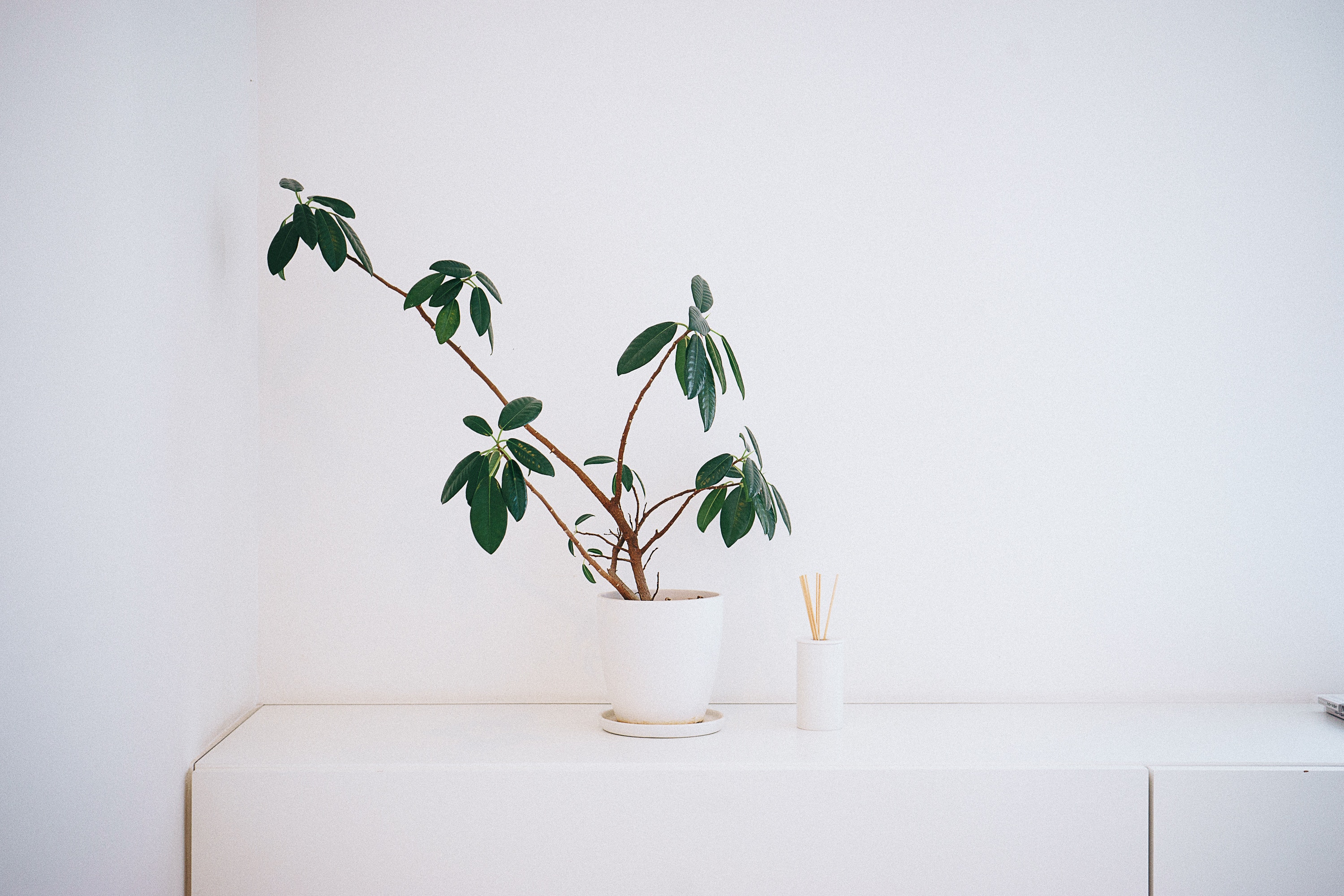 Minimalist interior with a potted plant and incense sticks HD Wallpaper