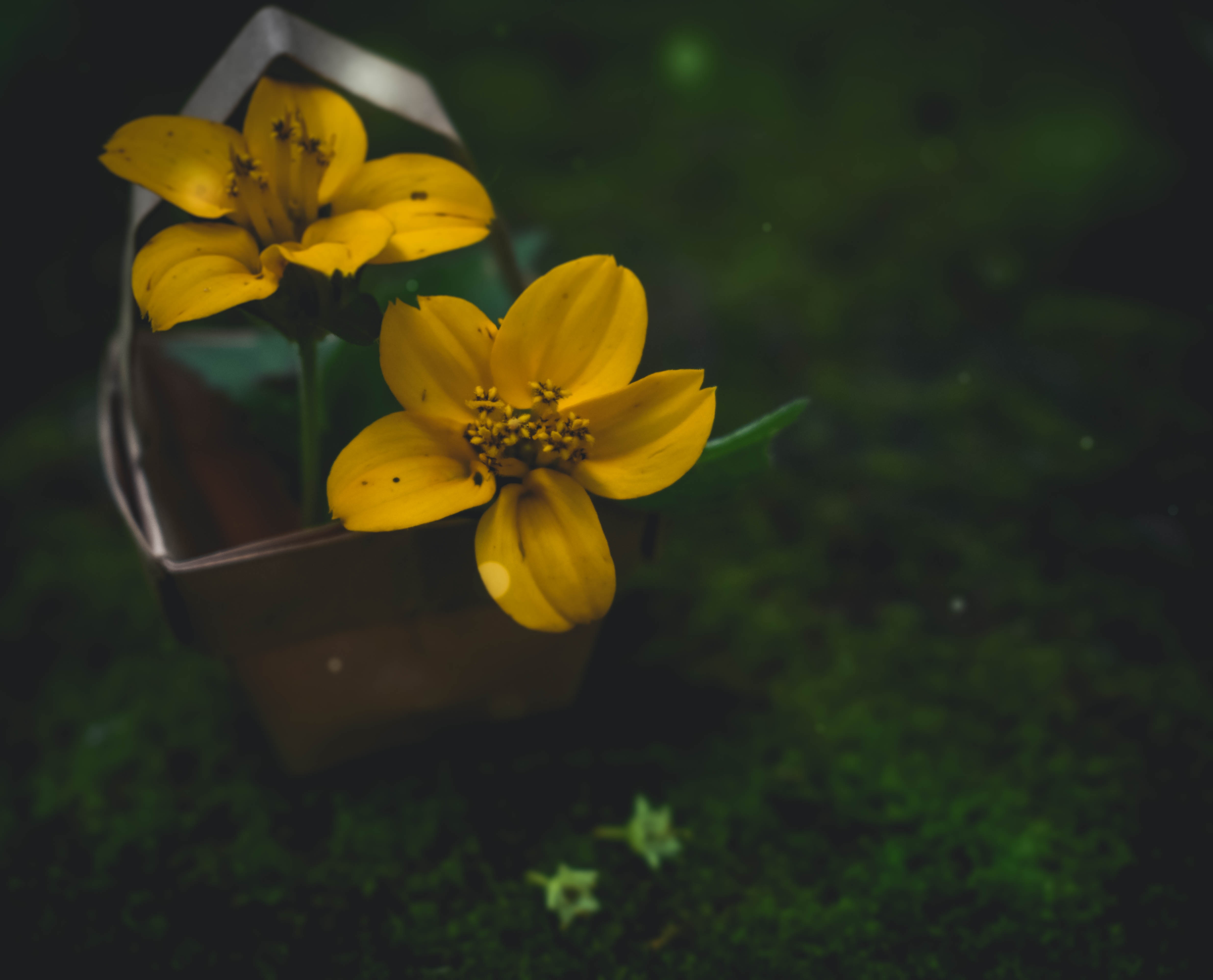 Yellow flowers in a brown box on moss HD Wallpaper