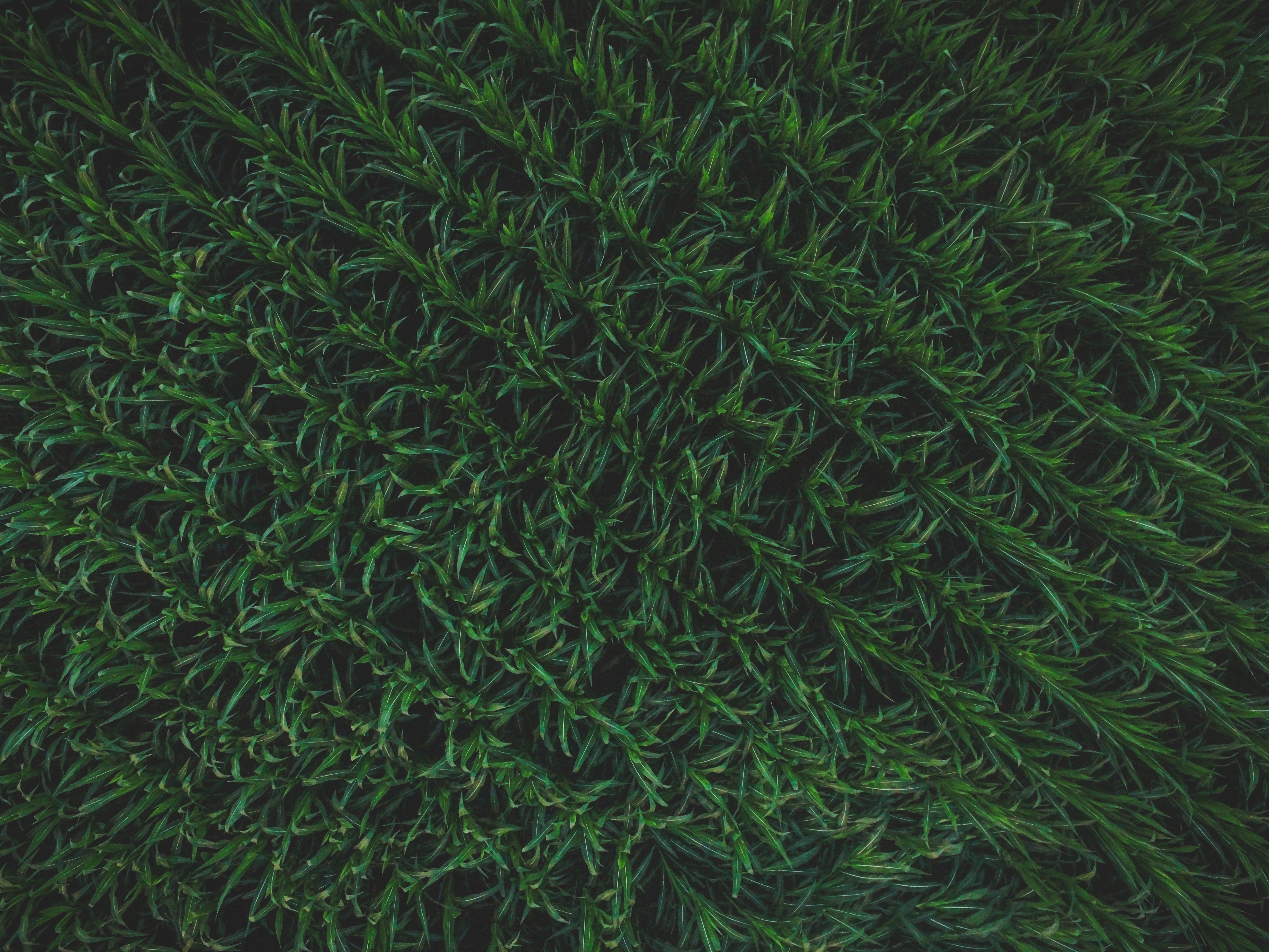 Aerial view of a green cornfield HD Wallpaper