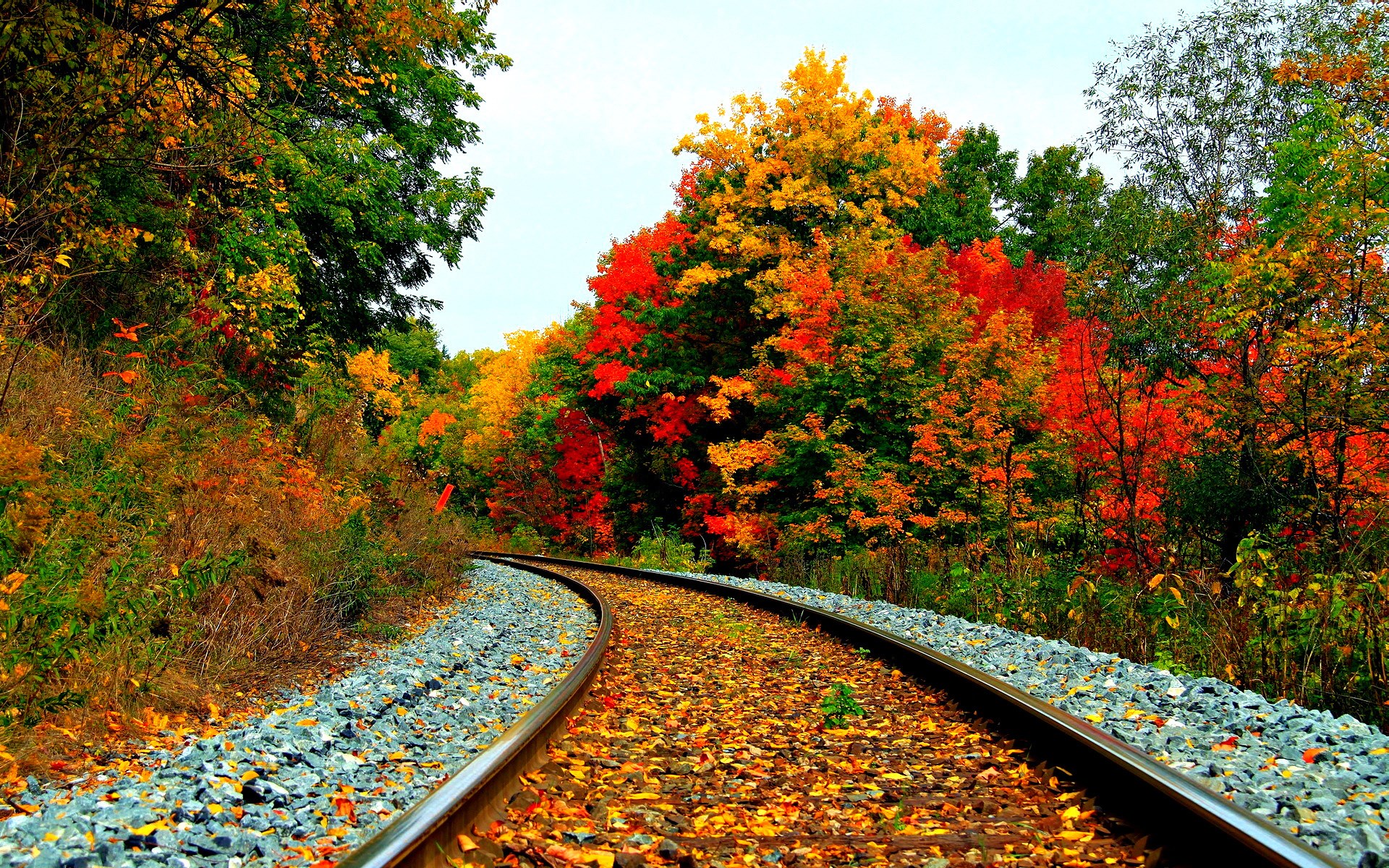 Train tracks curve through autumn forest with colorful trees HD Wallpaper