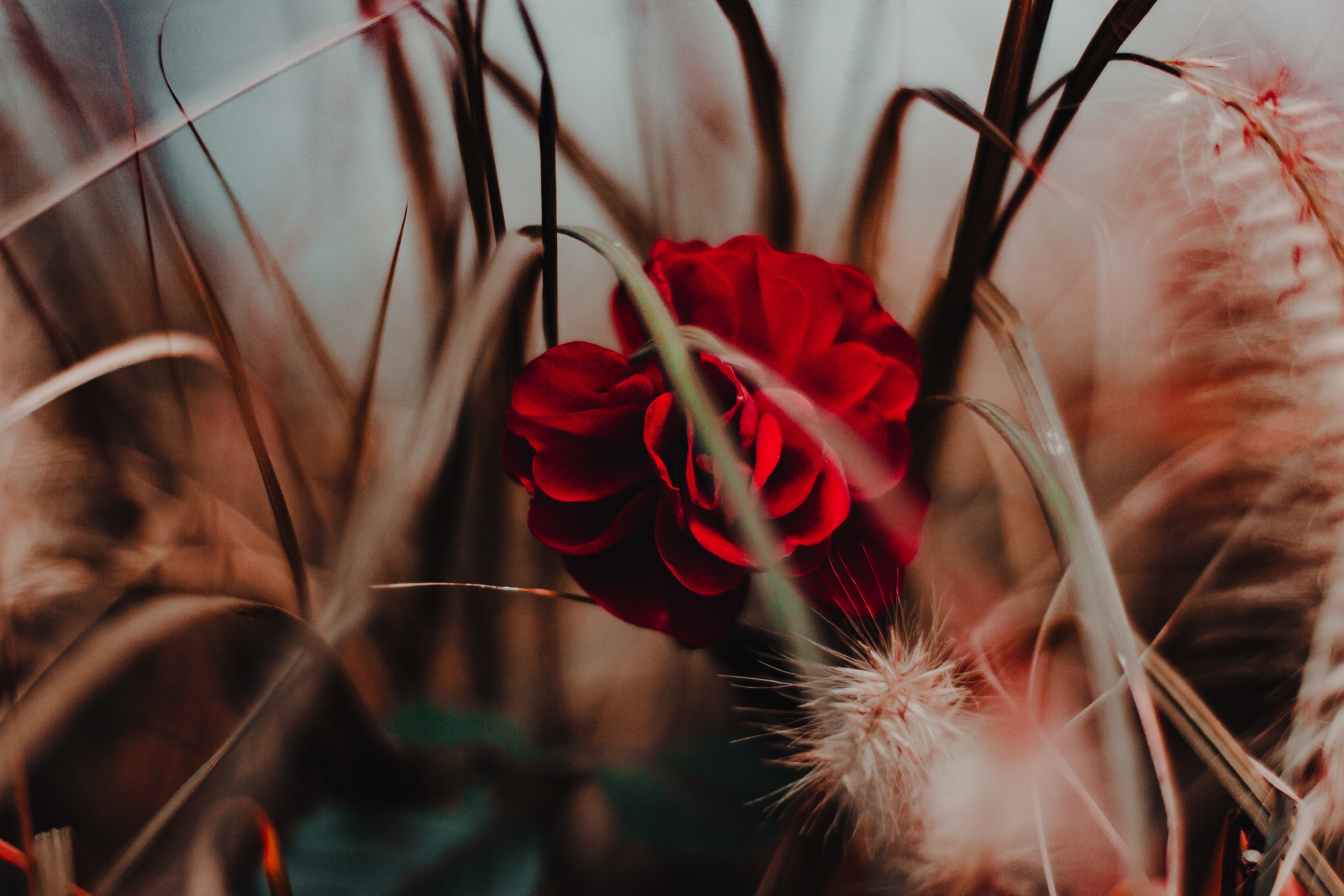Red rose flower among dry grass and plants HD Wallpaper