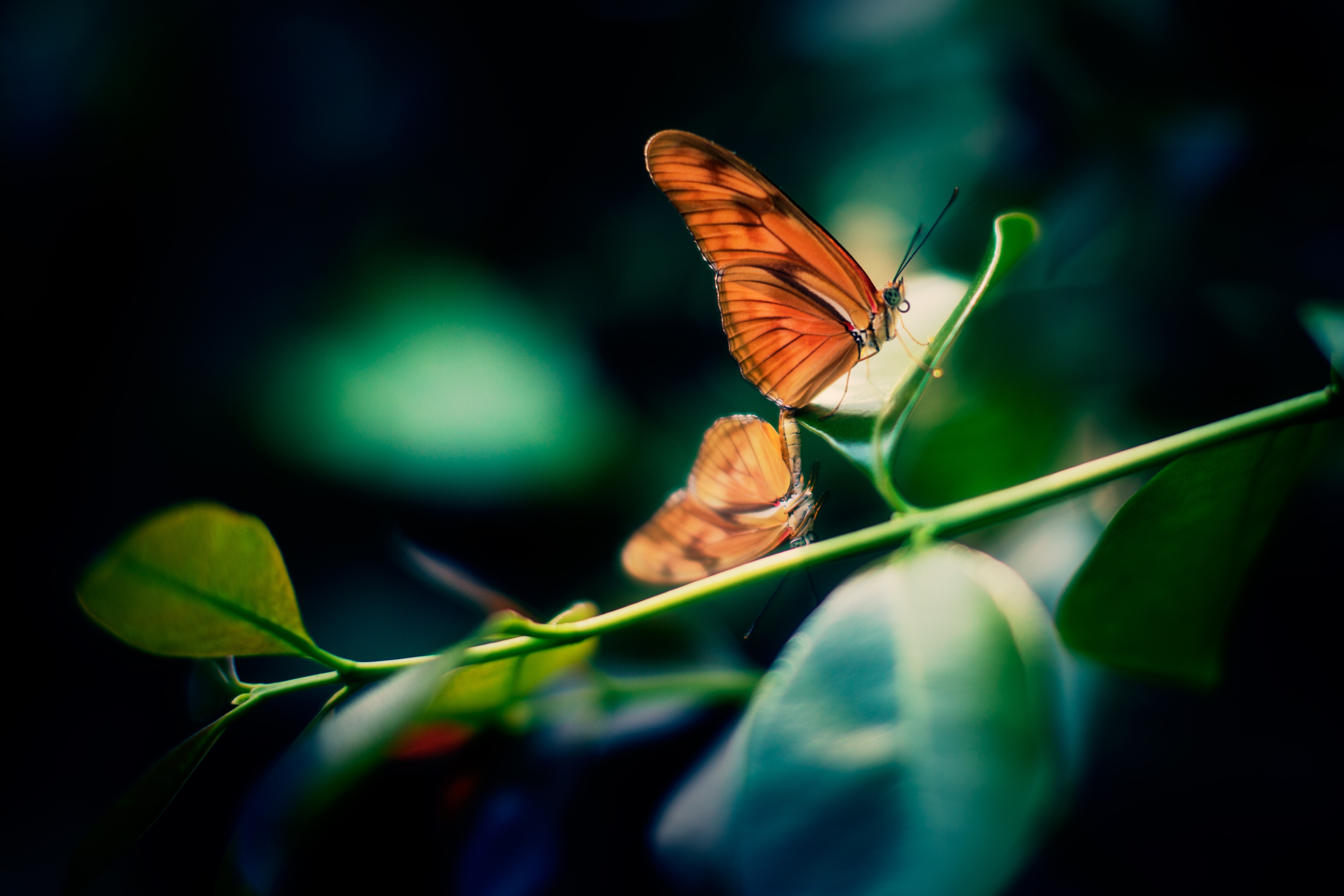 Two orange butterflies on a green plant stem HD Wallpaper
