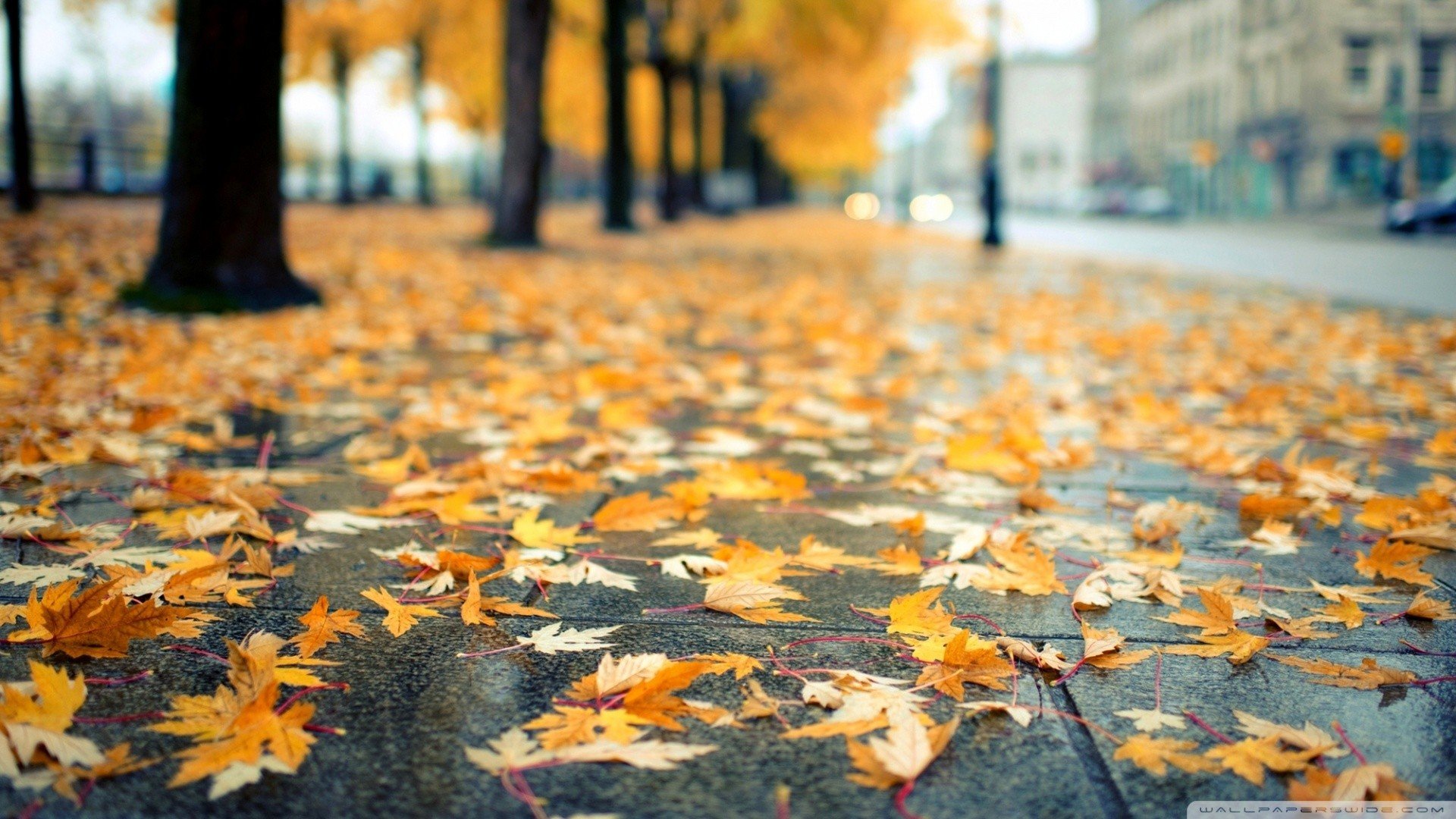 Autumn leaves on a wet sidewalk in a city HD Wallpaper