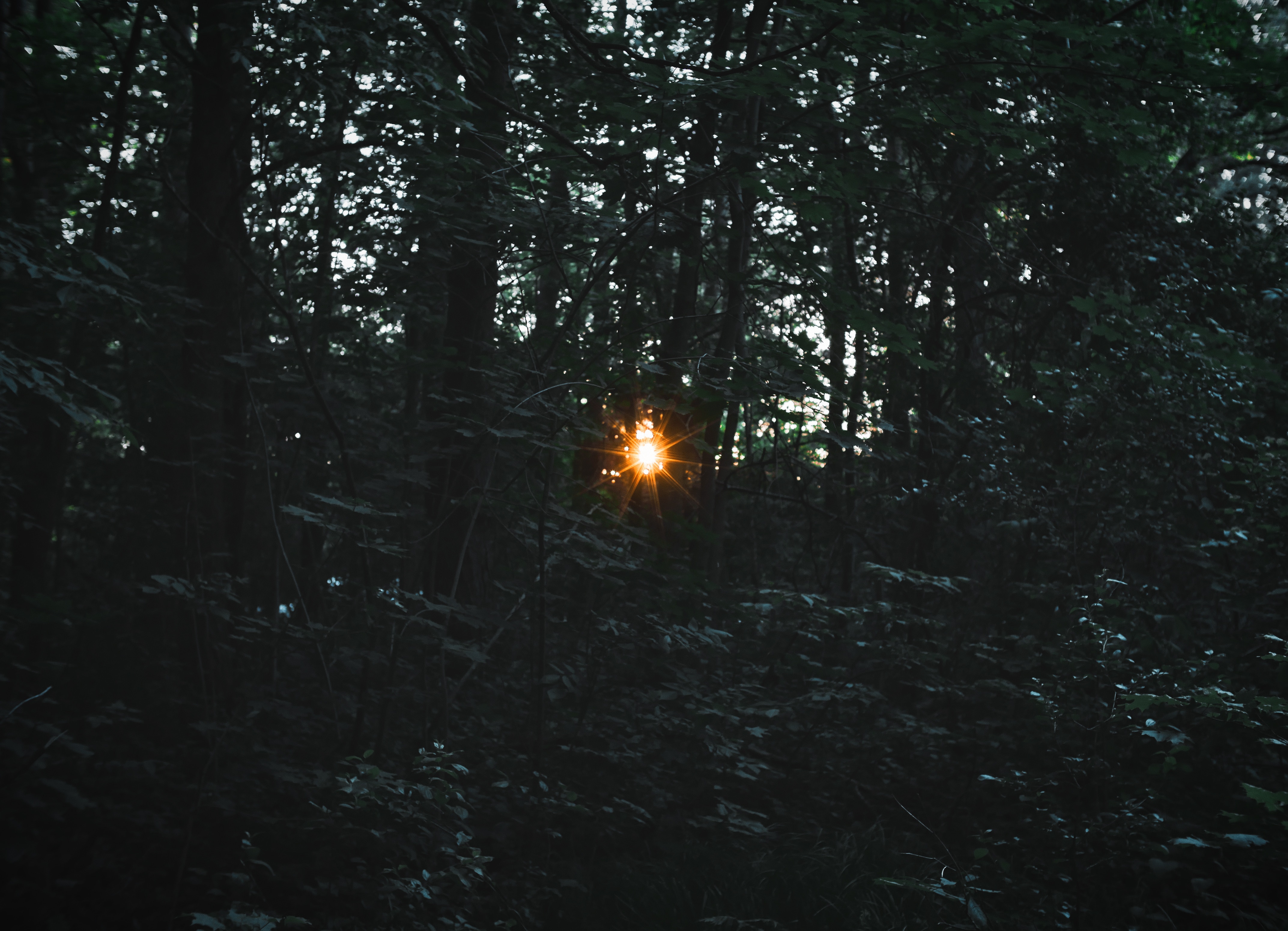 Sunlight flares through a dark forest HD Wallpaper