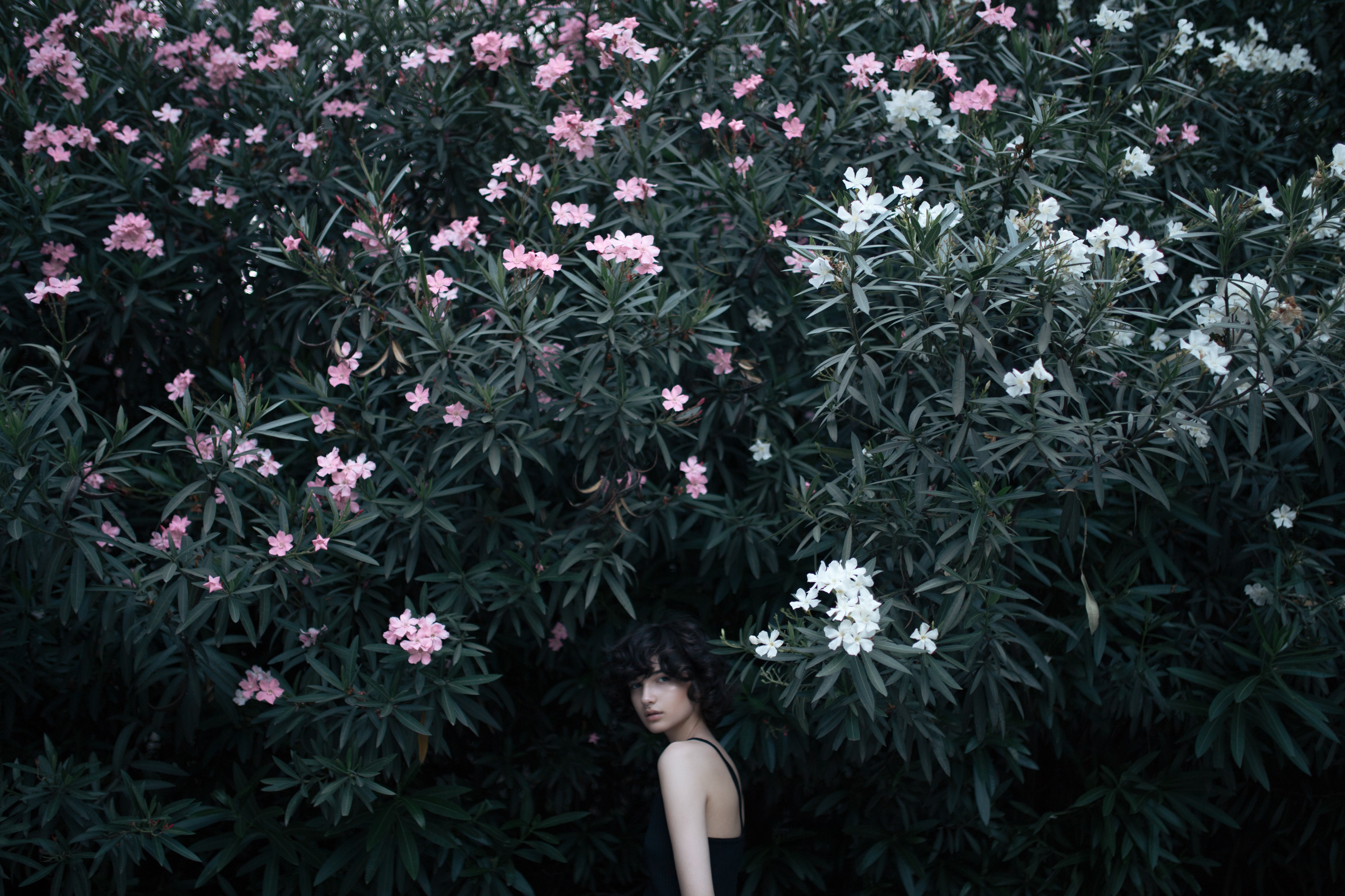 Woman hiding behind pink and white flowers HD Wallpaper