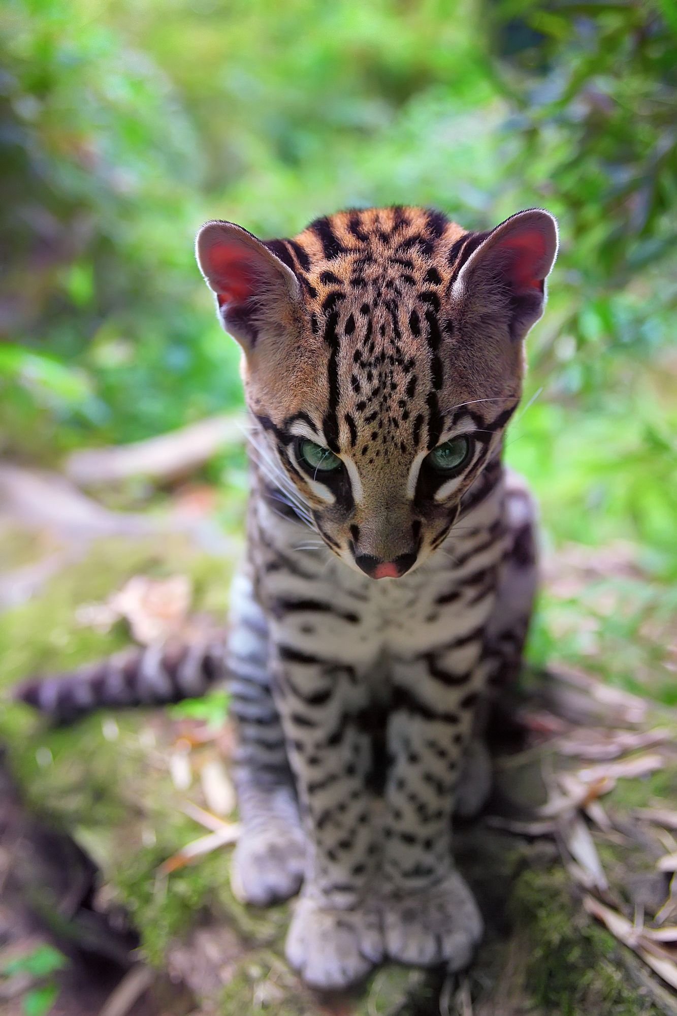 Baby Ocelot with Green Eyes in Forest HD Wallpaper