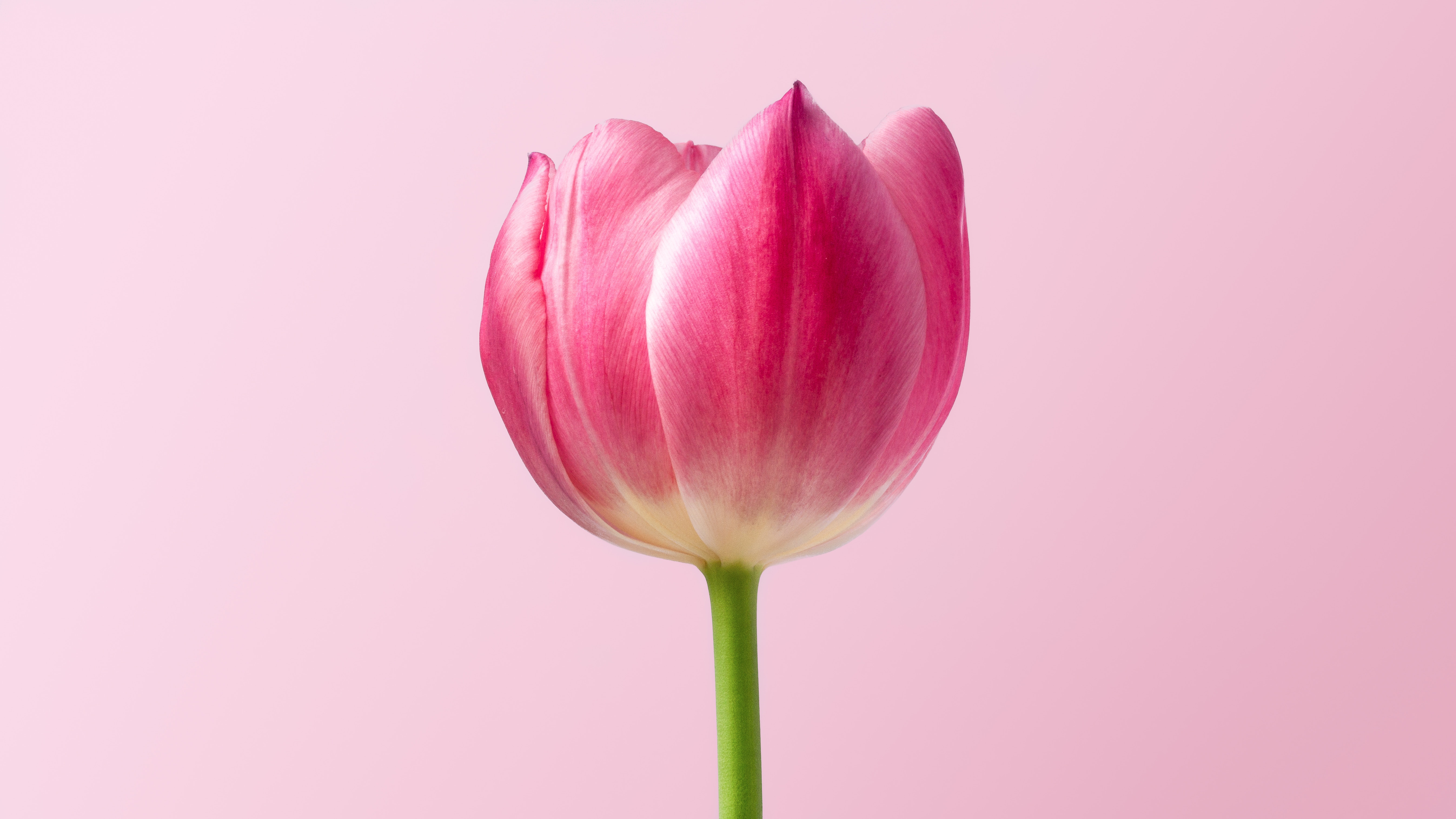 Pink Tulip with Green Stem on Pink Background HD Wallpaper