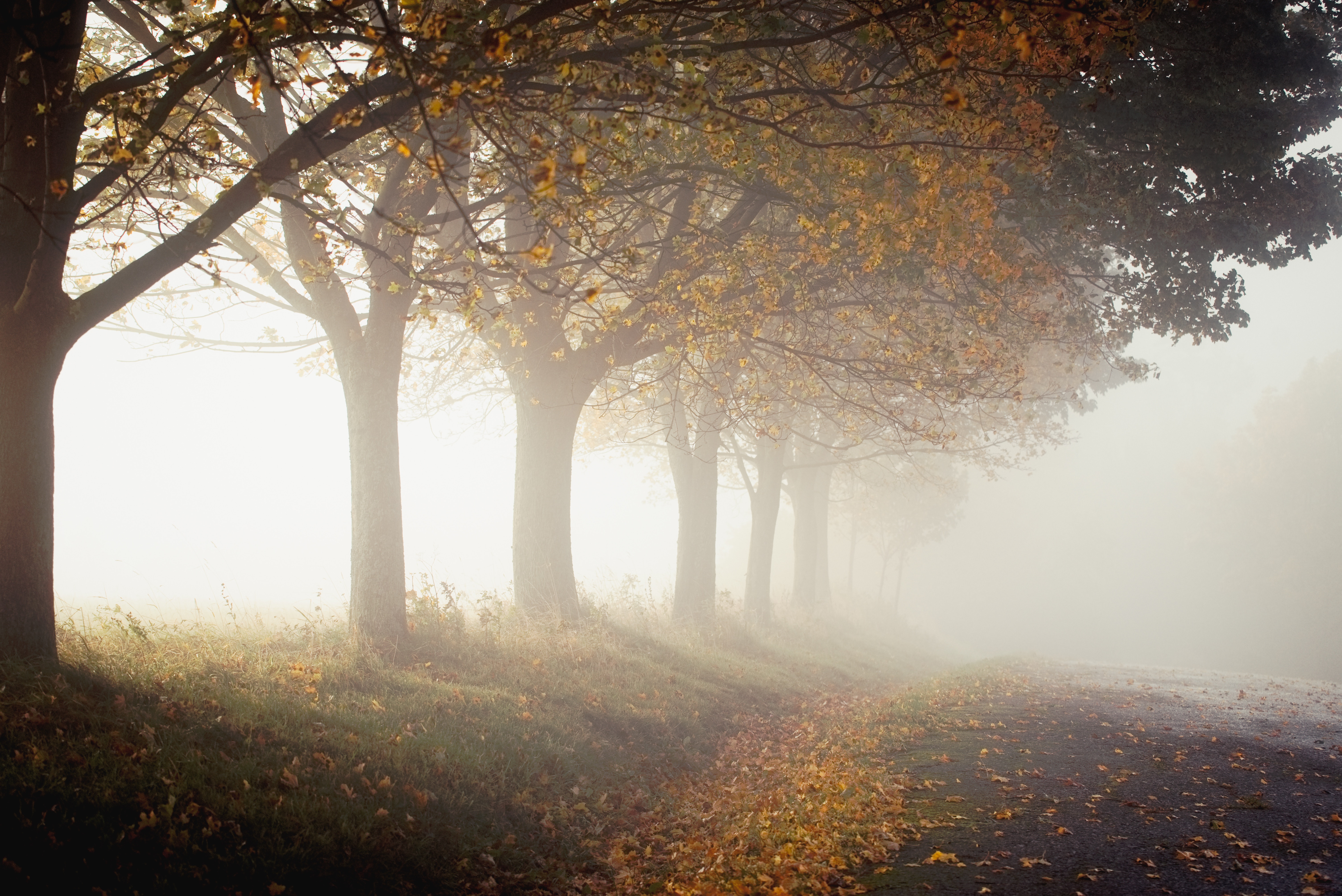 Autumn foggy road with trees and fallen leaves HD Wallpaper