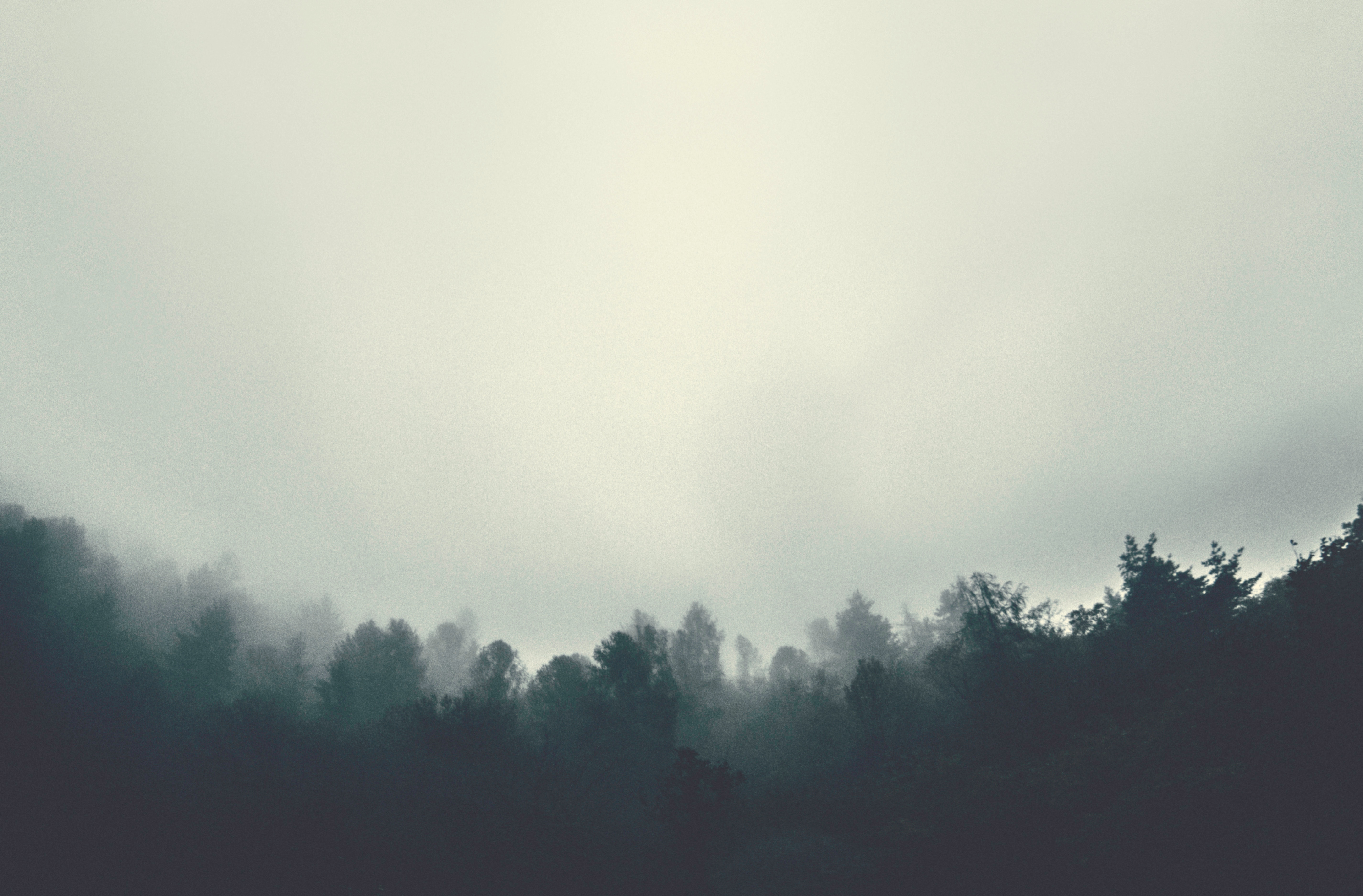 Misty forest with a bright sky HD Wallpaper