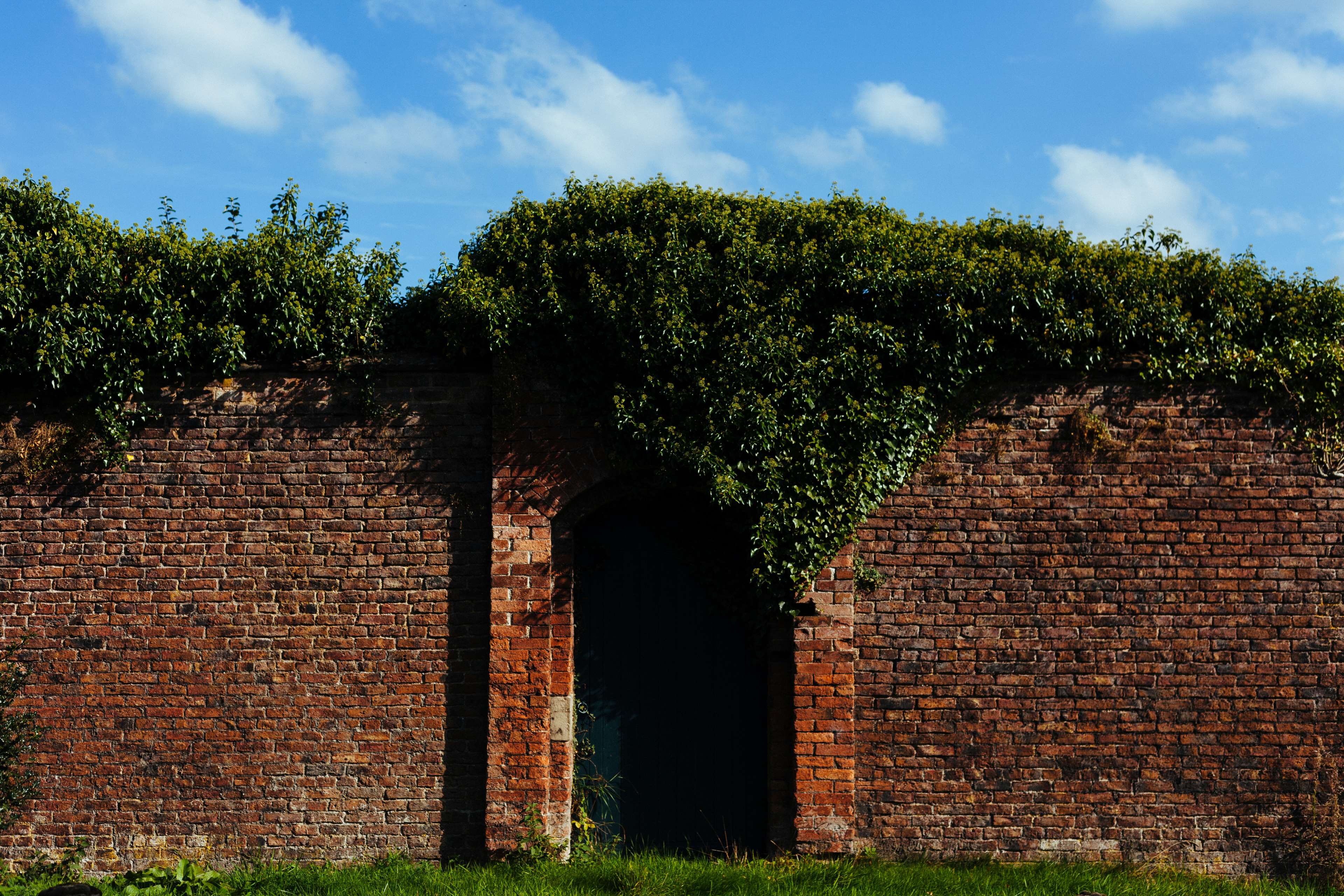 Brick wall with ivy-covered doorway and blue sky HD Wallpaper