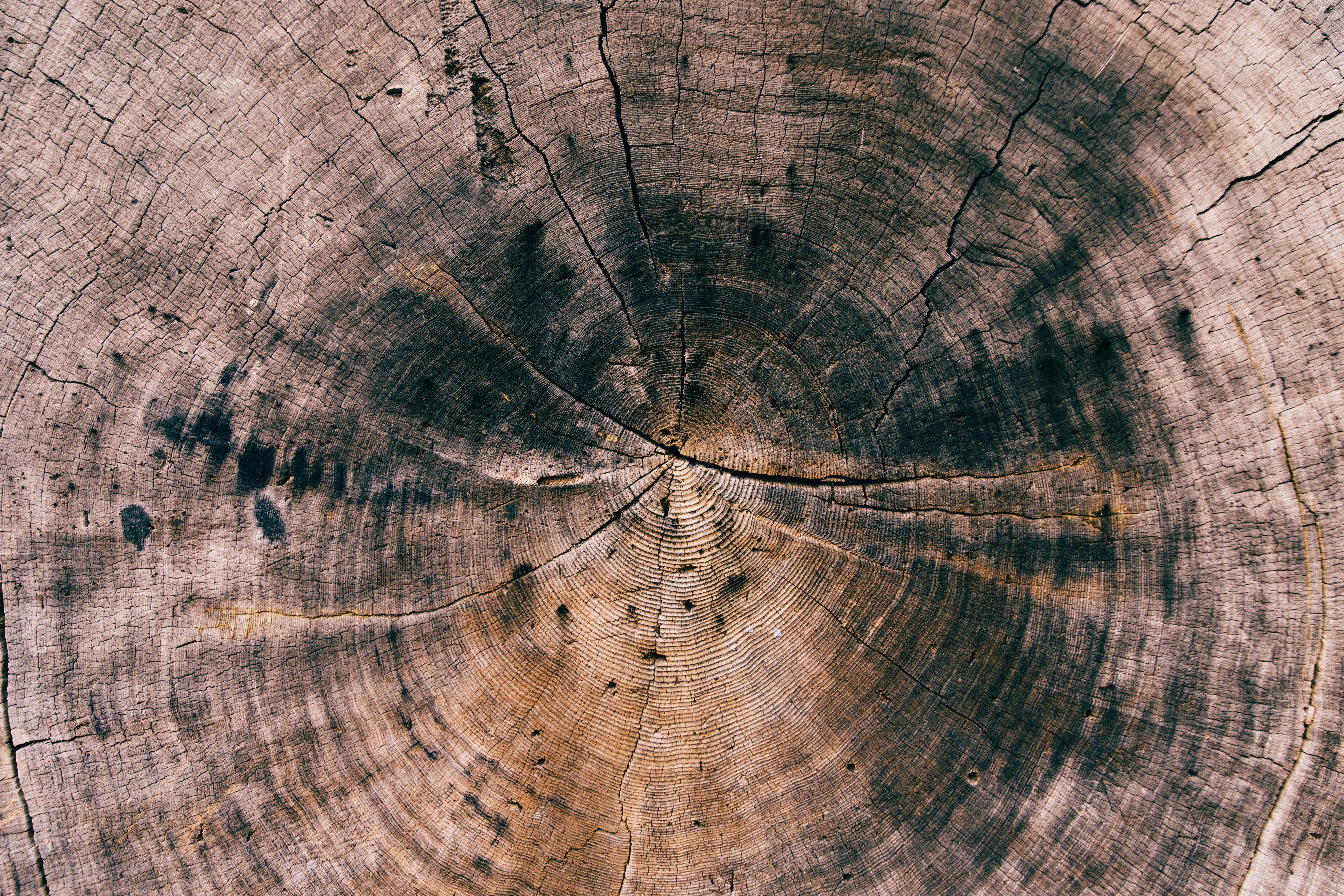 Close-up of a weathered tree trunk with visible rings HD Wallpaper