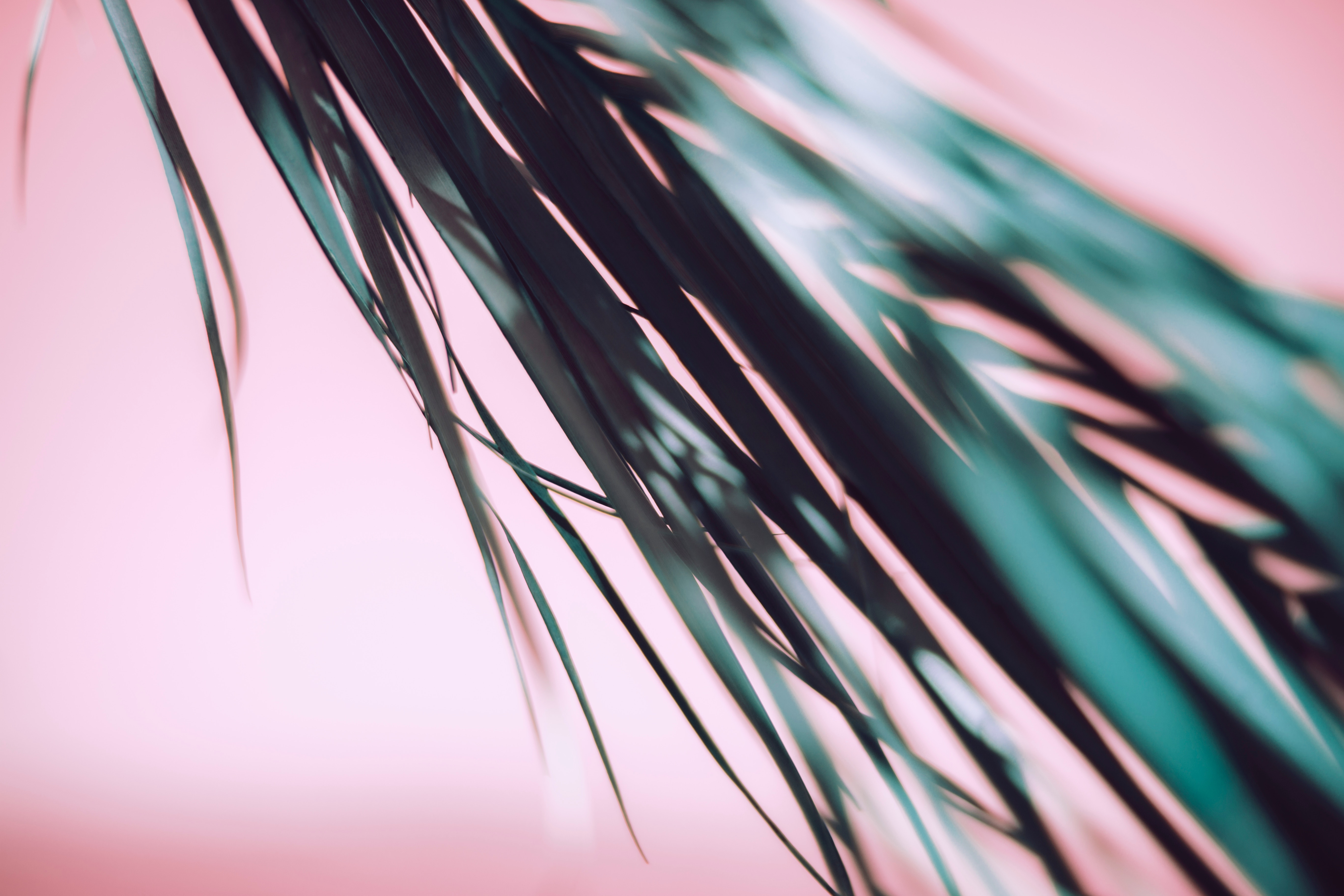 Close-up of palm fronds against a pink background HD Wallpaper