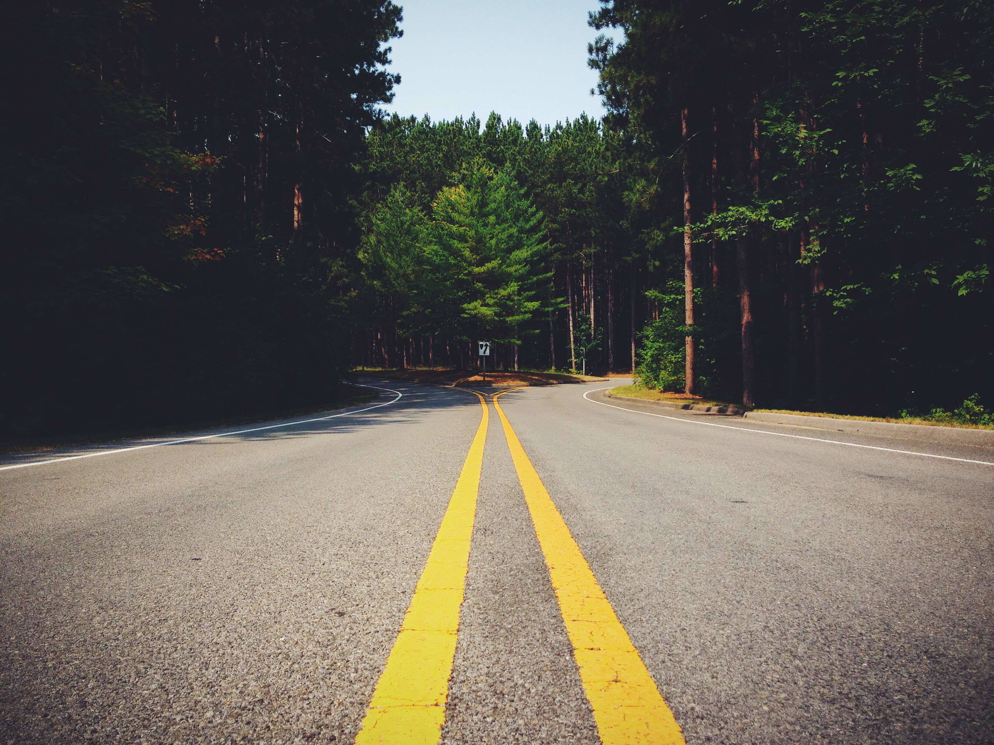 A road forks in a dense forest with yellow lines HD Wallpaper