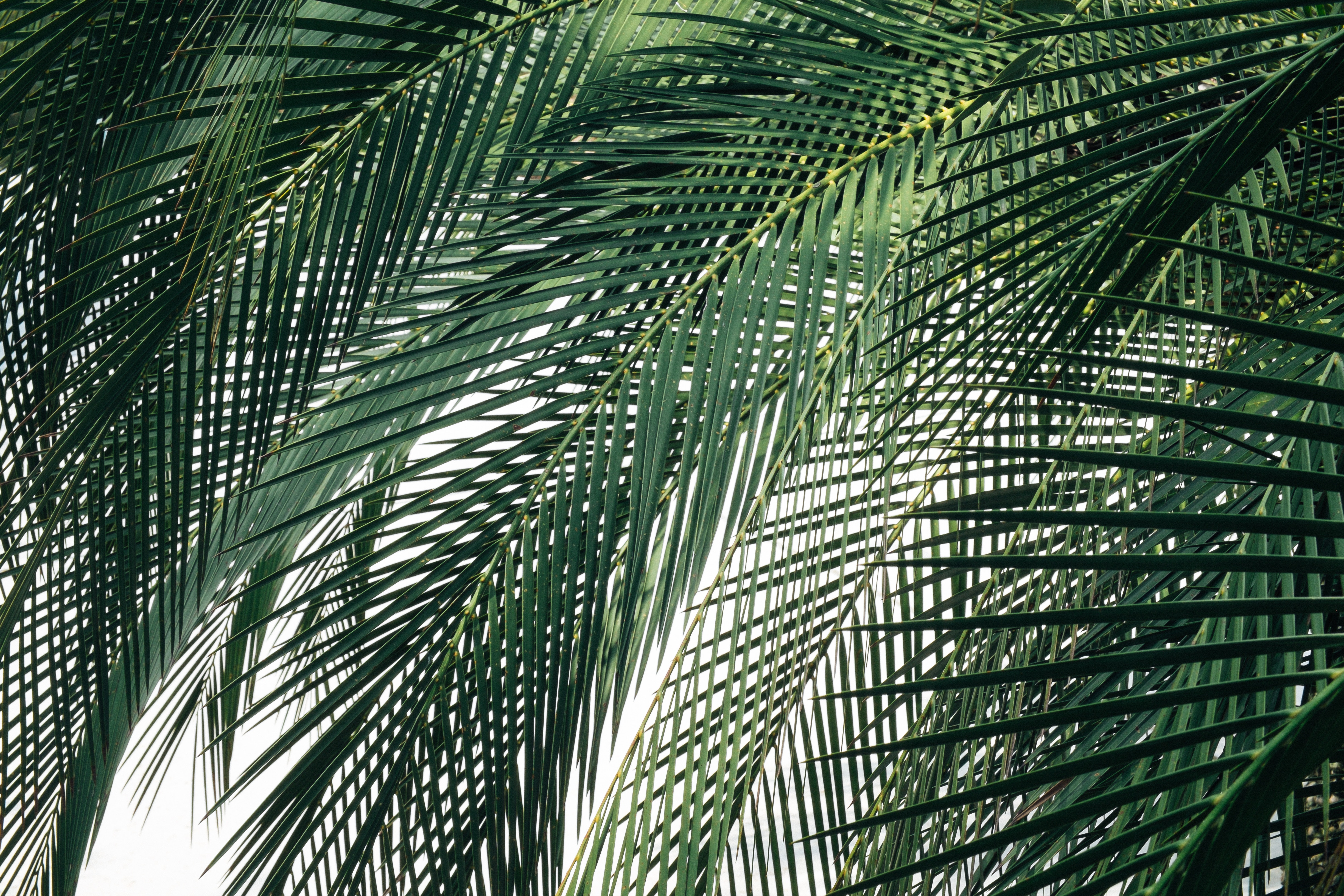 Close-up of green palm fronds against a white background HD Wallpaper