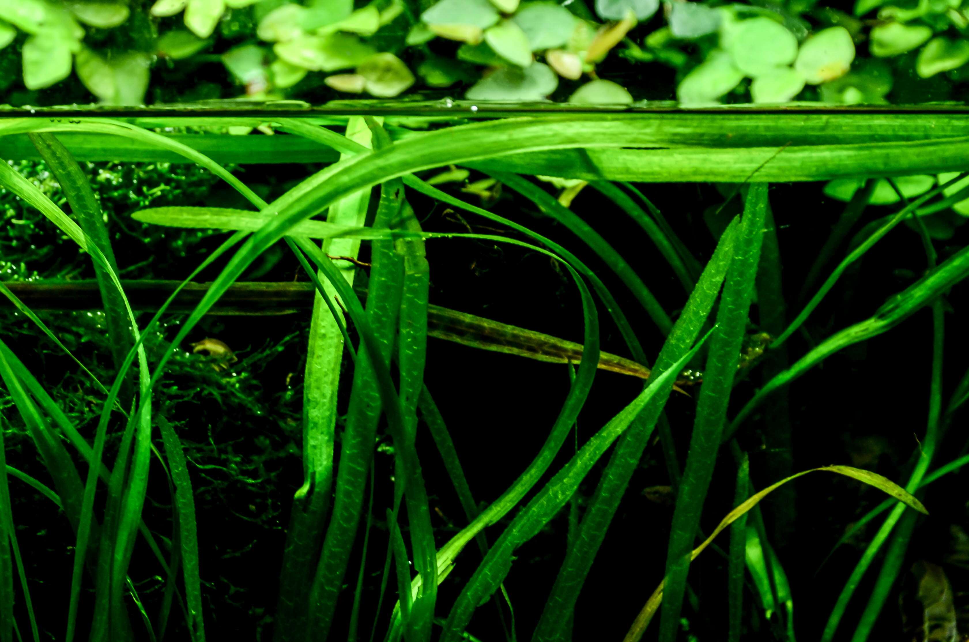 Underwater green plants with small fish HD Wallpaper