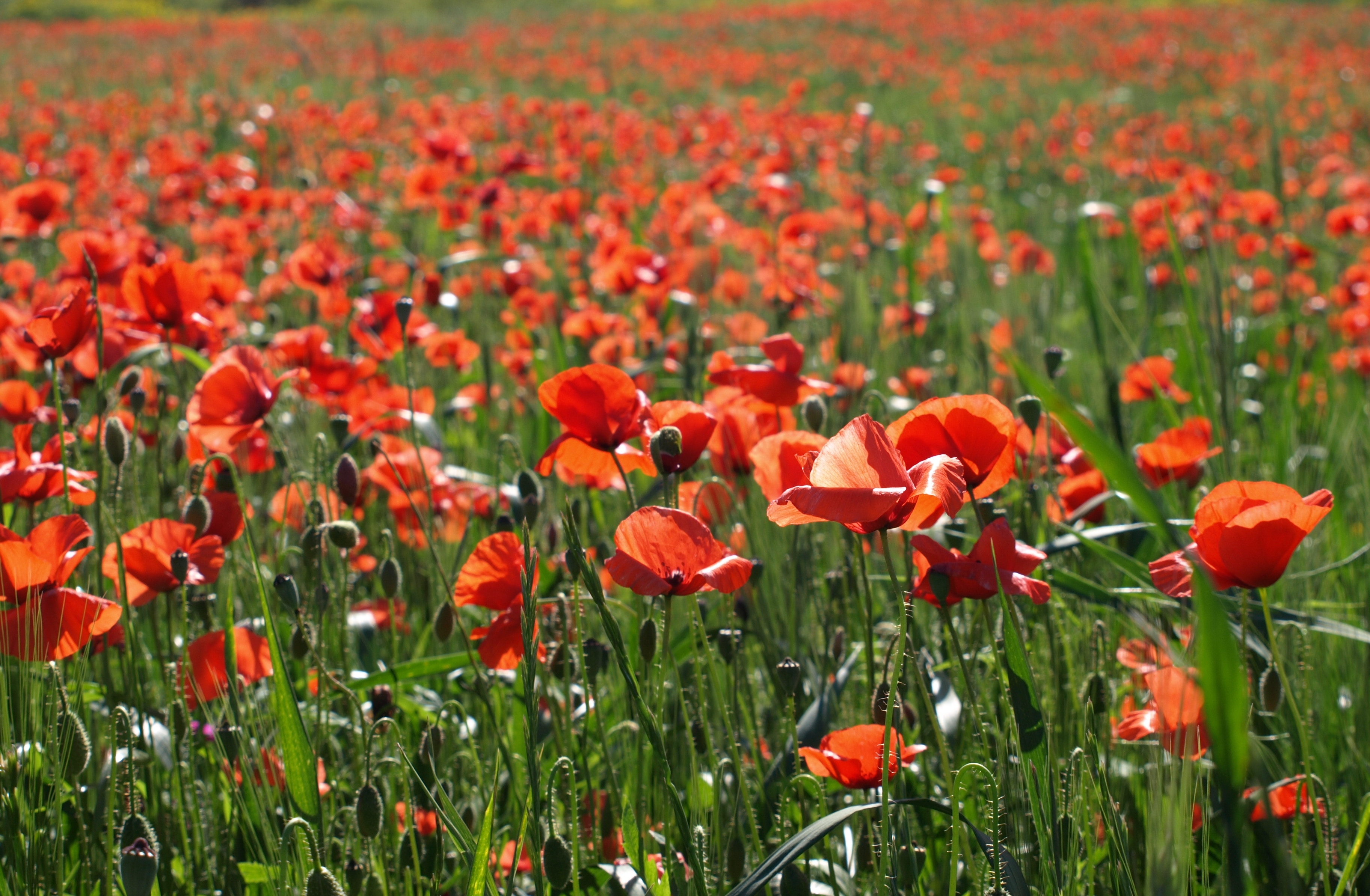Field of red poppies in bloom HD Wallpaper