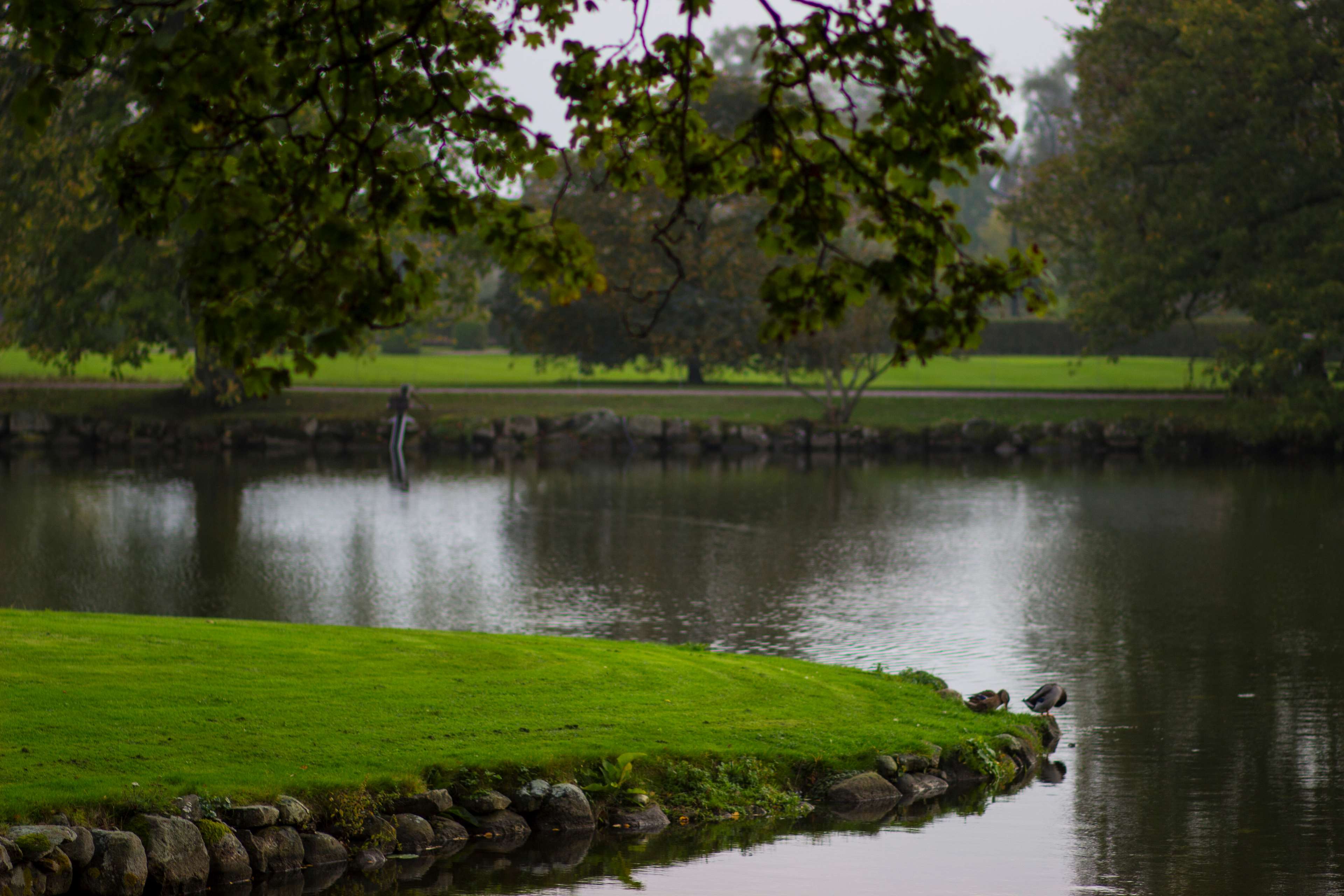 Castle lake garden with ducks HD Wallpaper