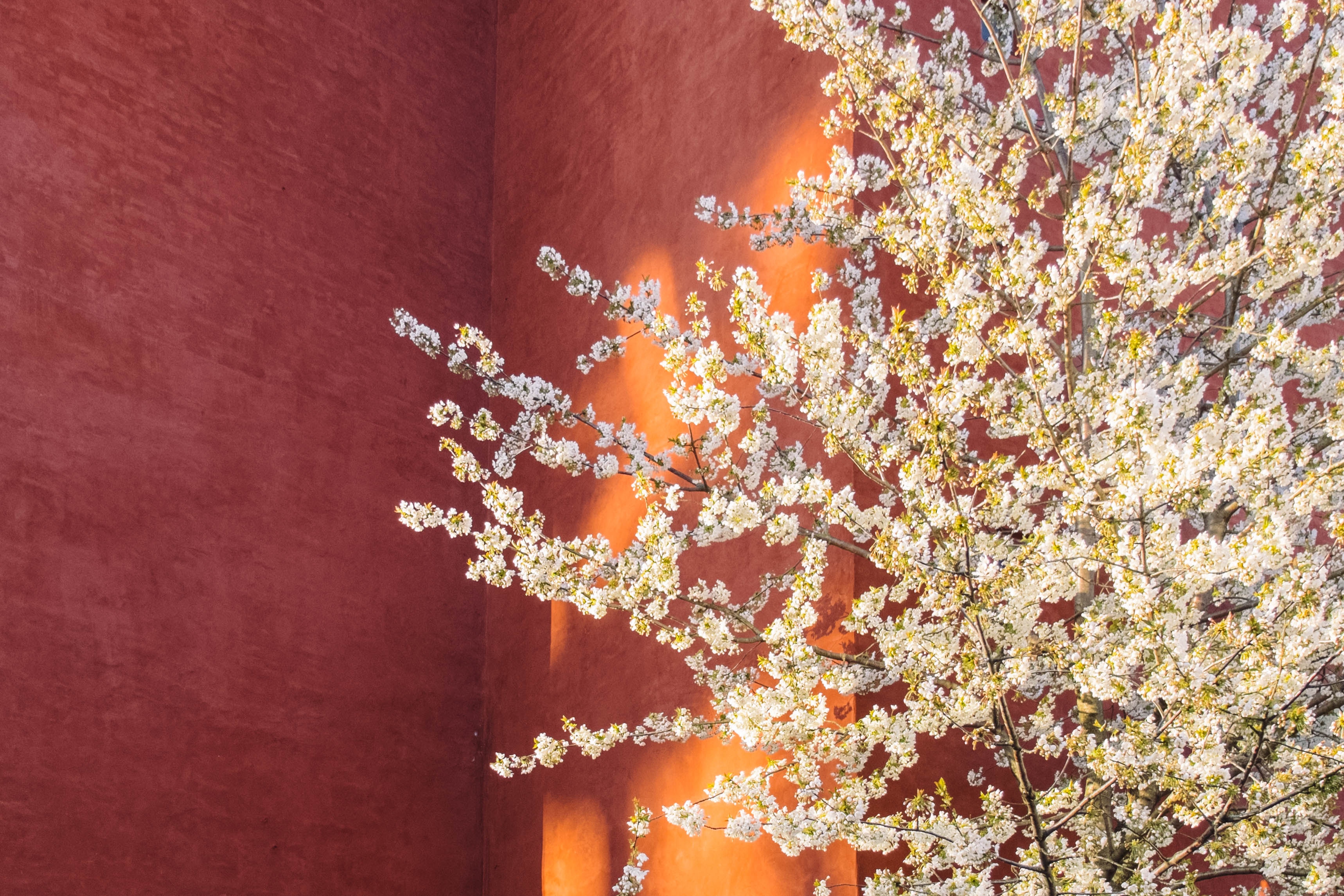 White blossoms on a red wall with shadows HD Wallpaper