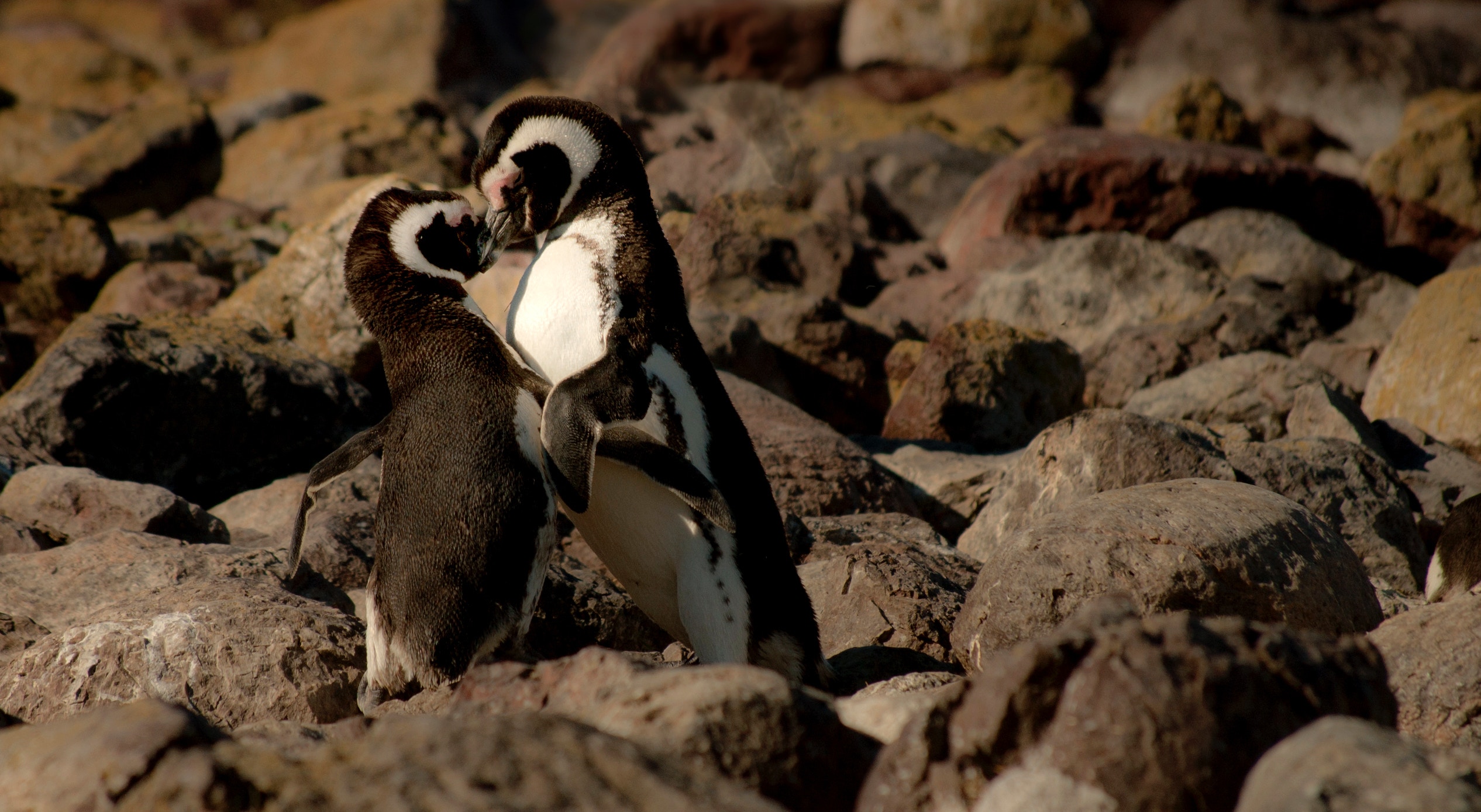 Two Magellanic penguins on rocks HD Wallpaper