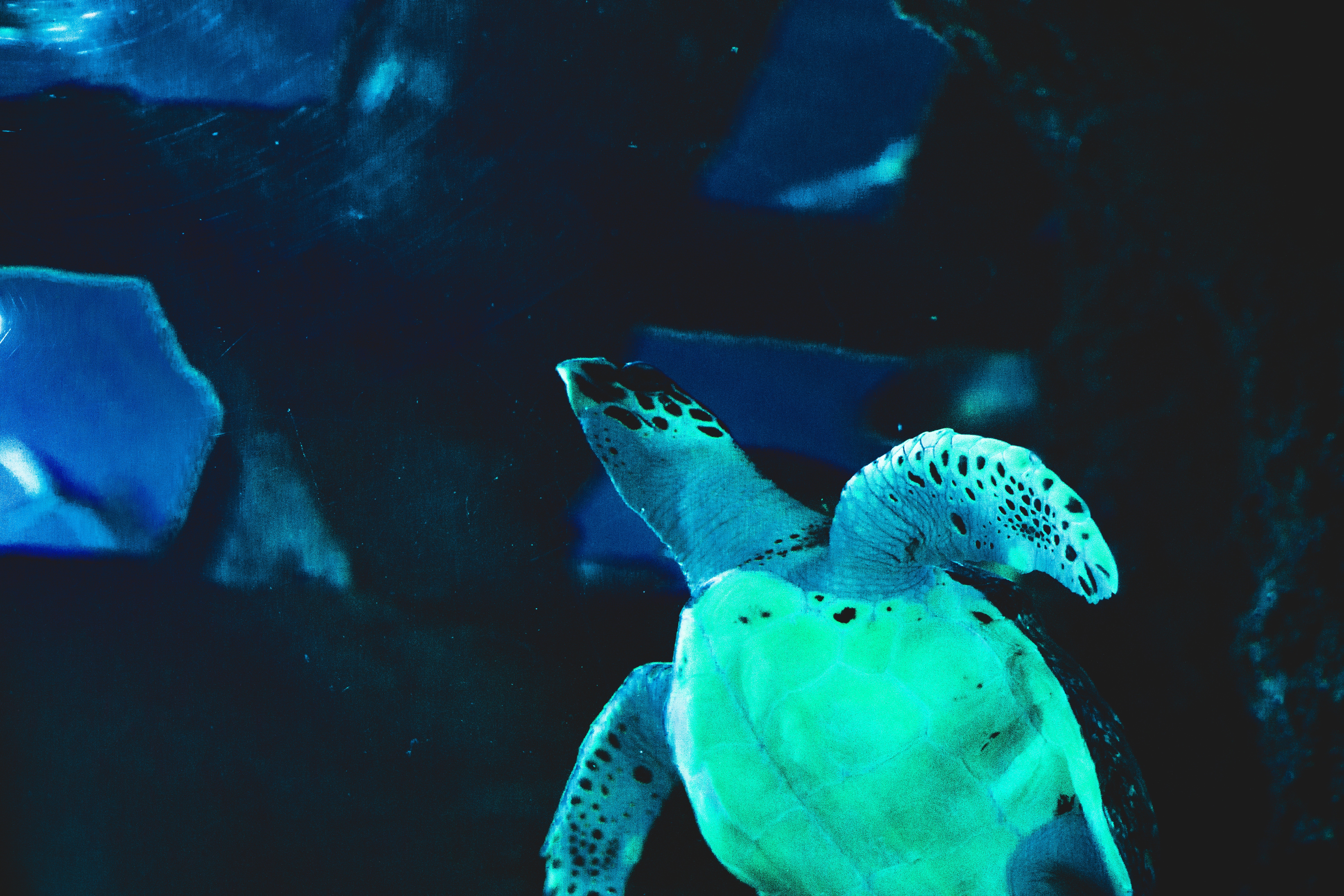 Sea turtle swimming in a blue aquarium HD Wallpaper