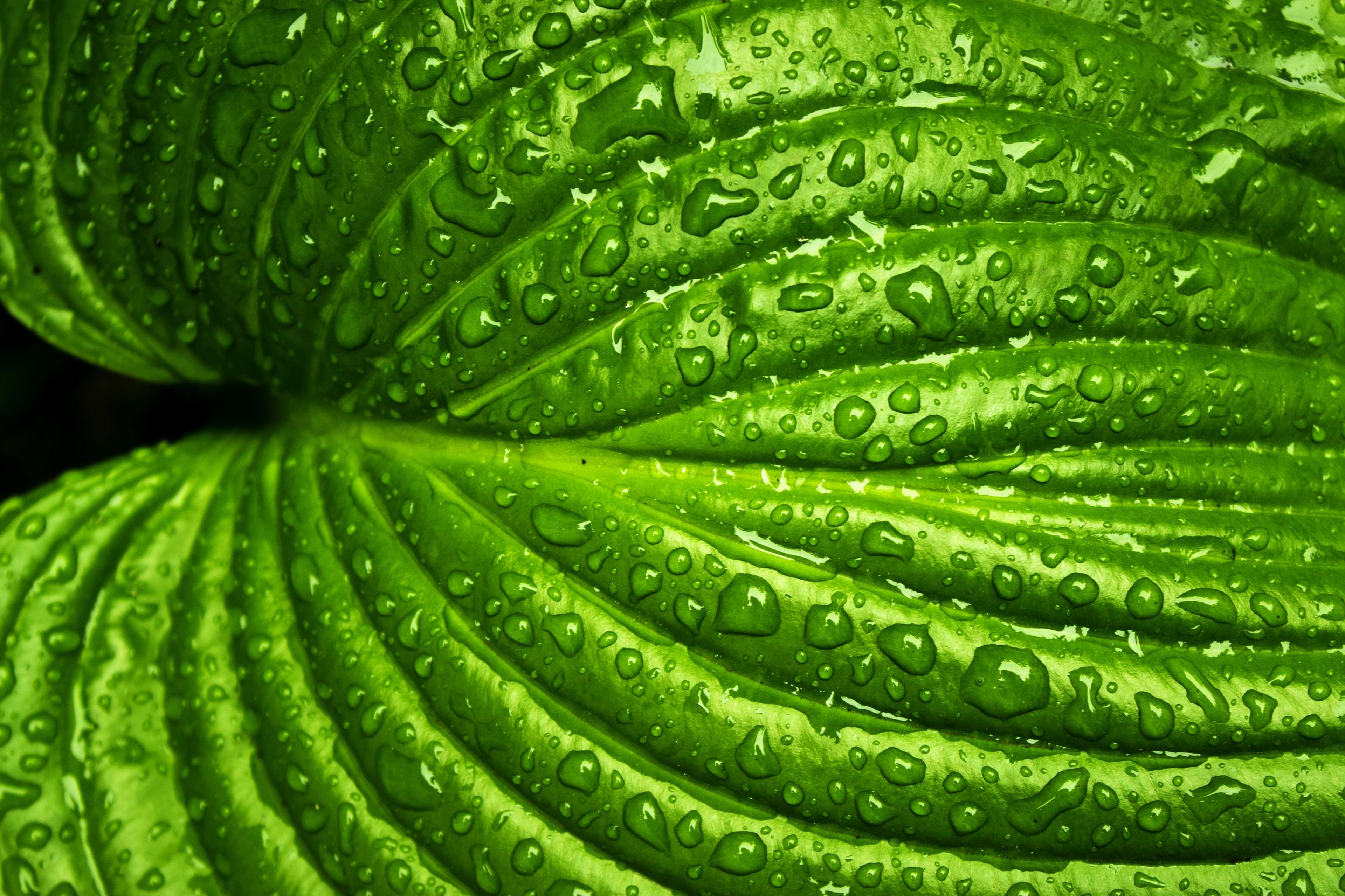 Close-up of a wet green leaf with water droplets HD Wallpaper