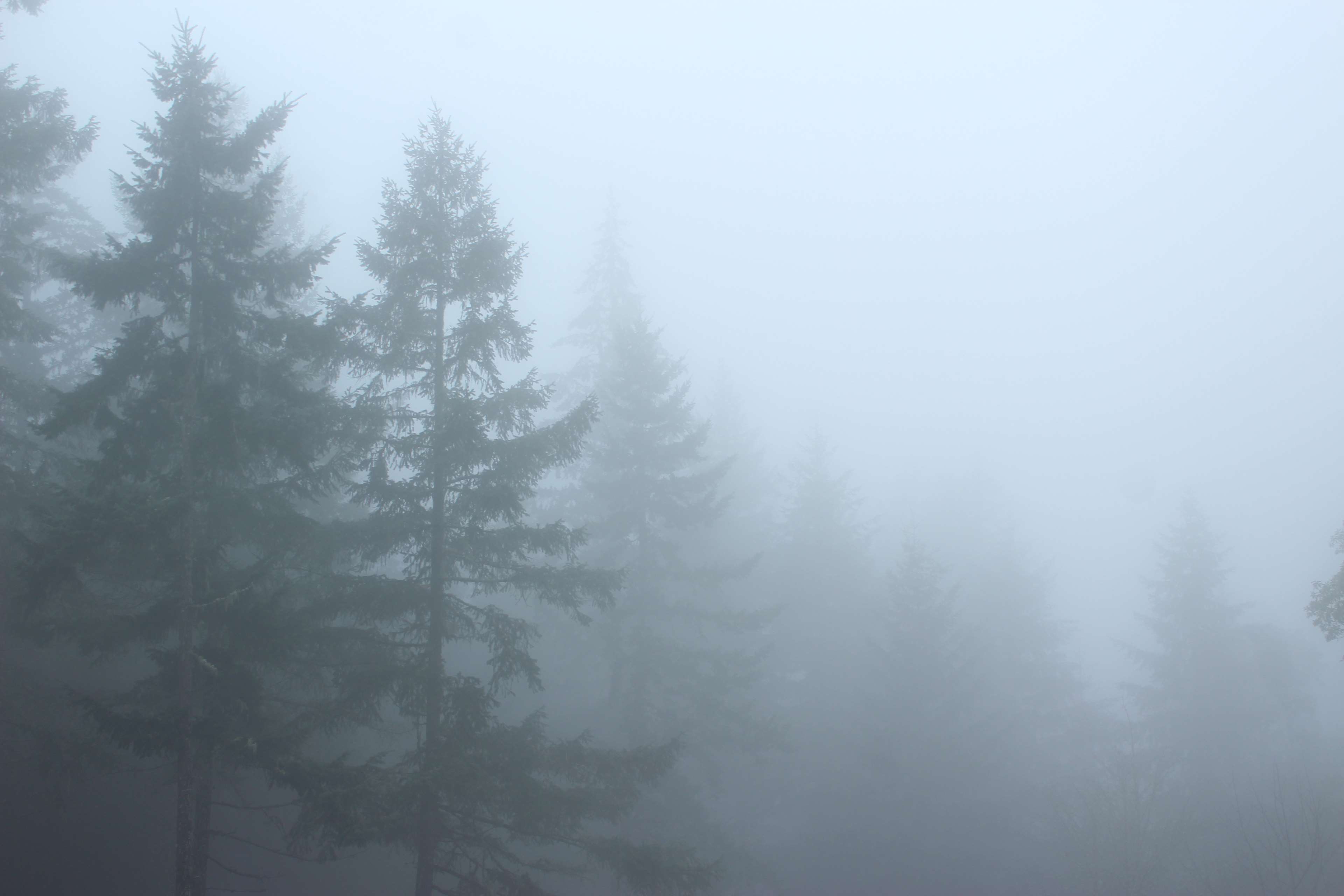 Foggy forest with pine trees 4K HD Wallpaper